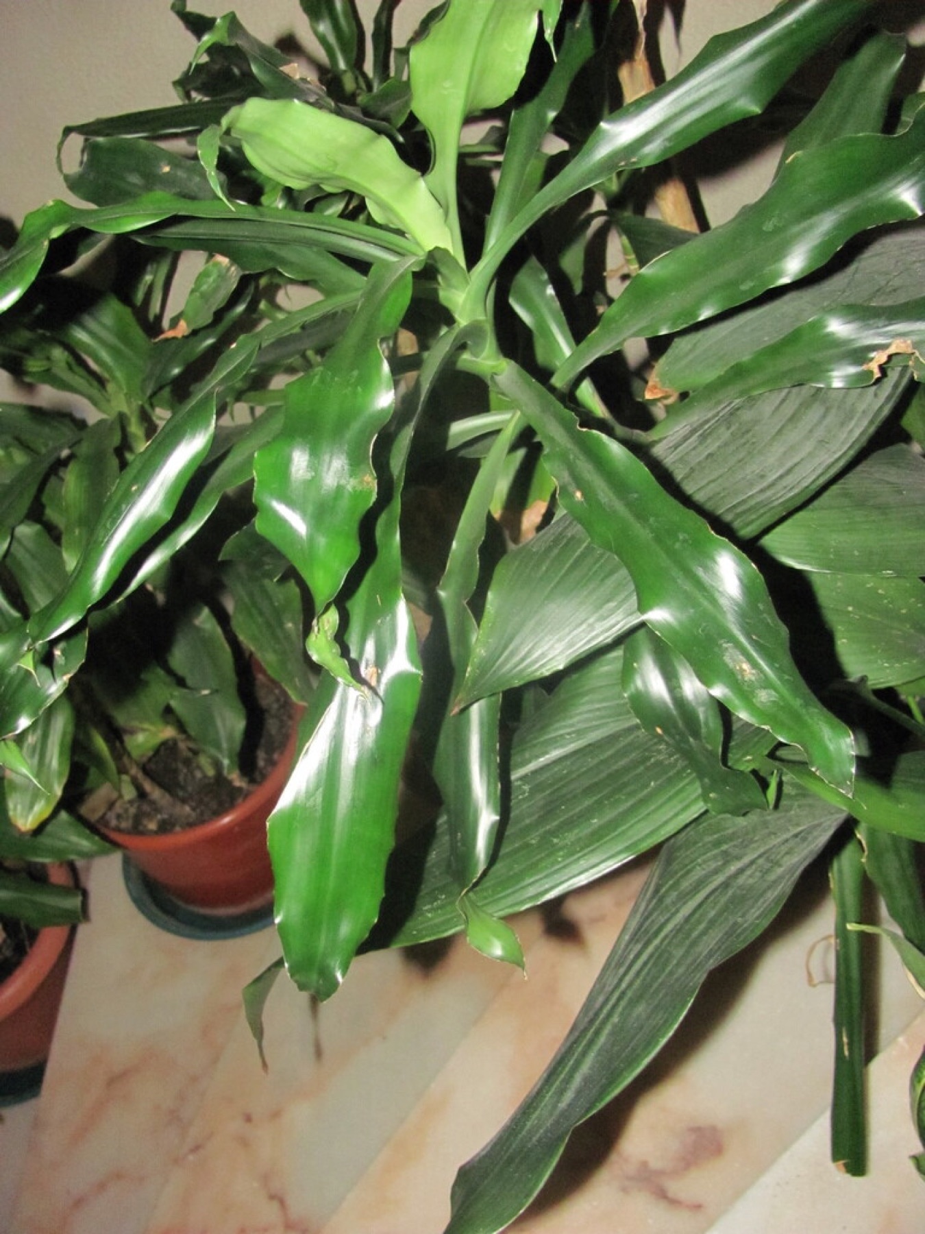 Corn Plant — photo 7