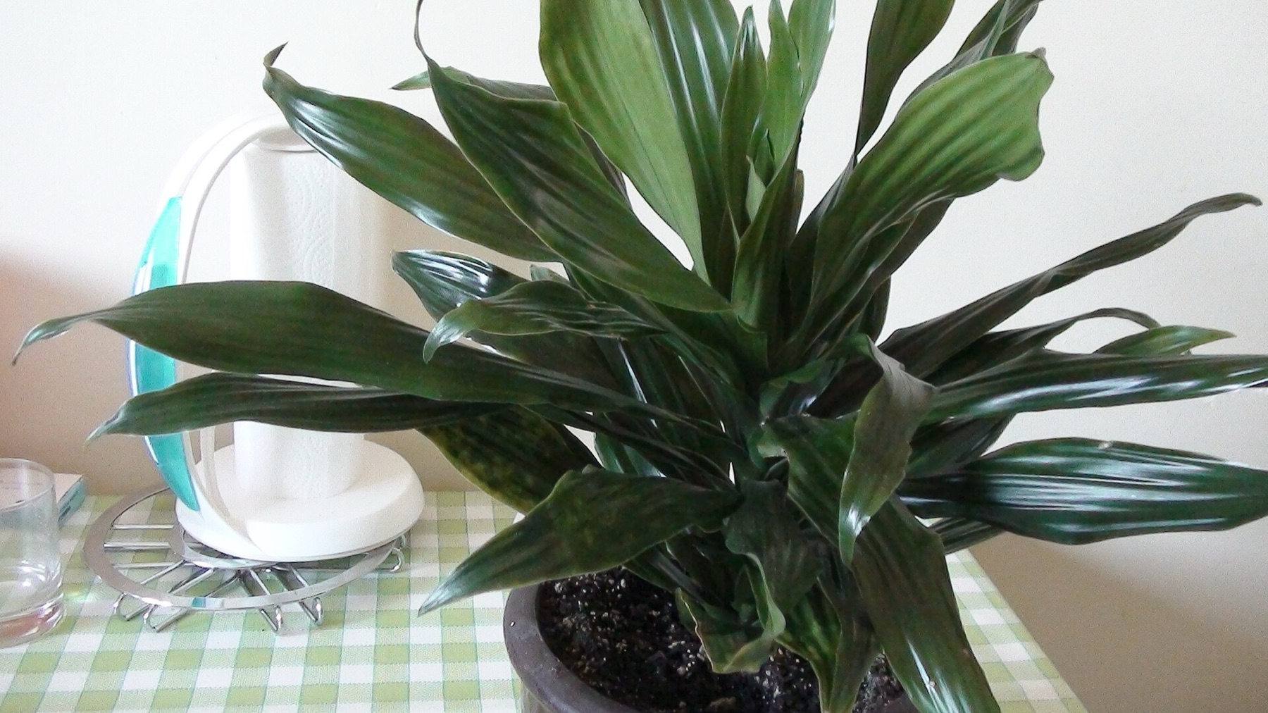 Corn Plant — photo 8