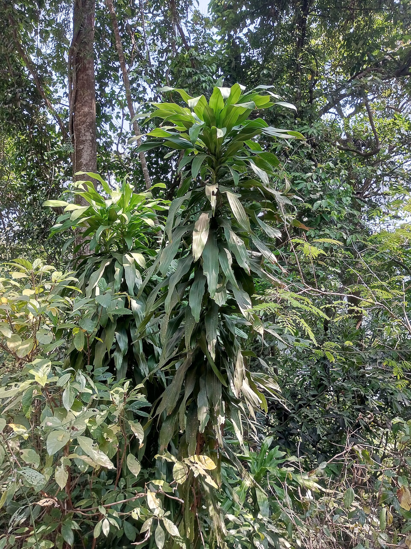 Corn Plant — photo 10
