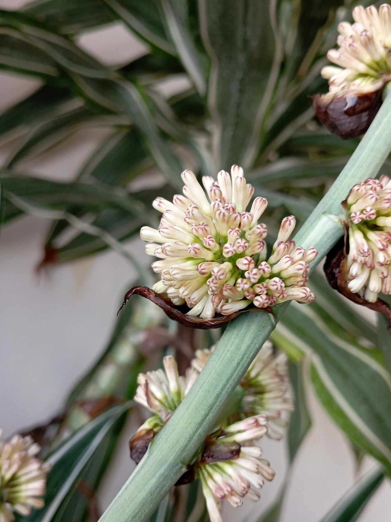 Corn Plant — photo 11