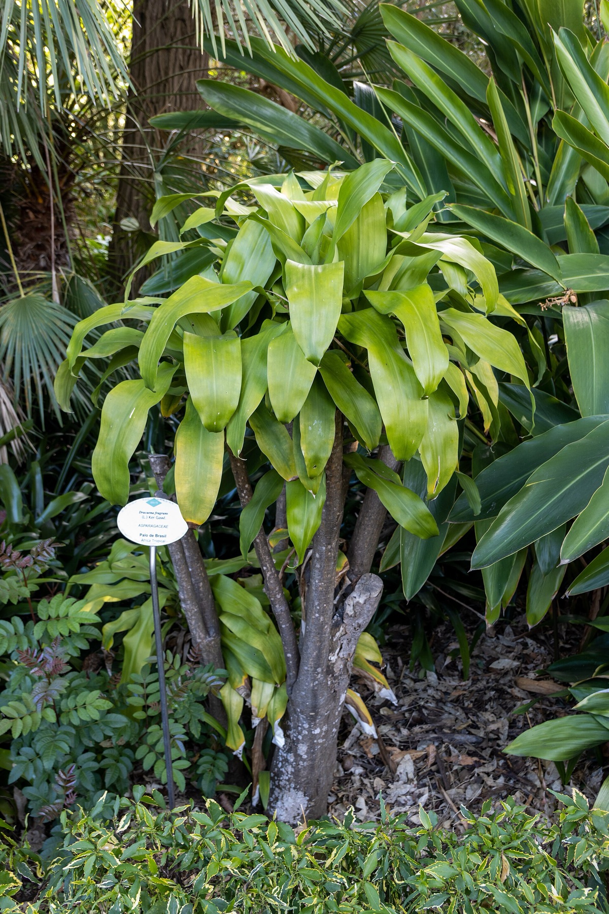 Corn Plant — photo 12