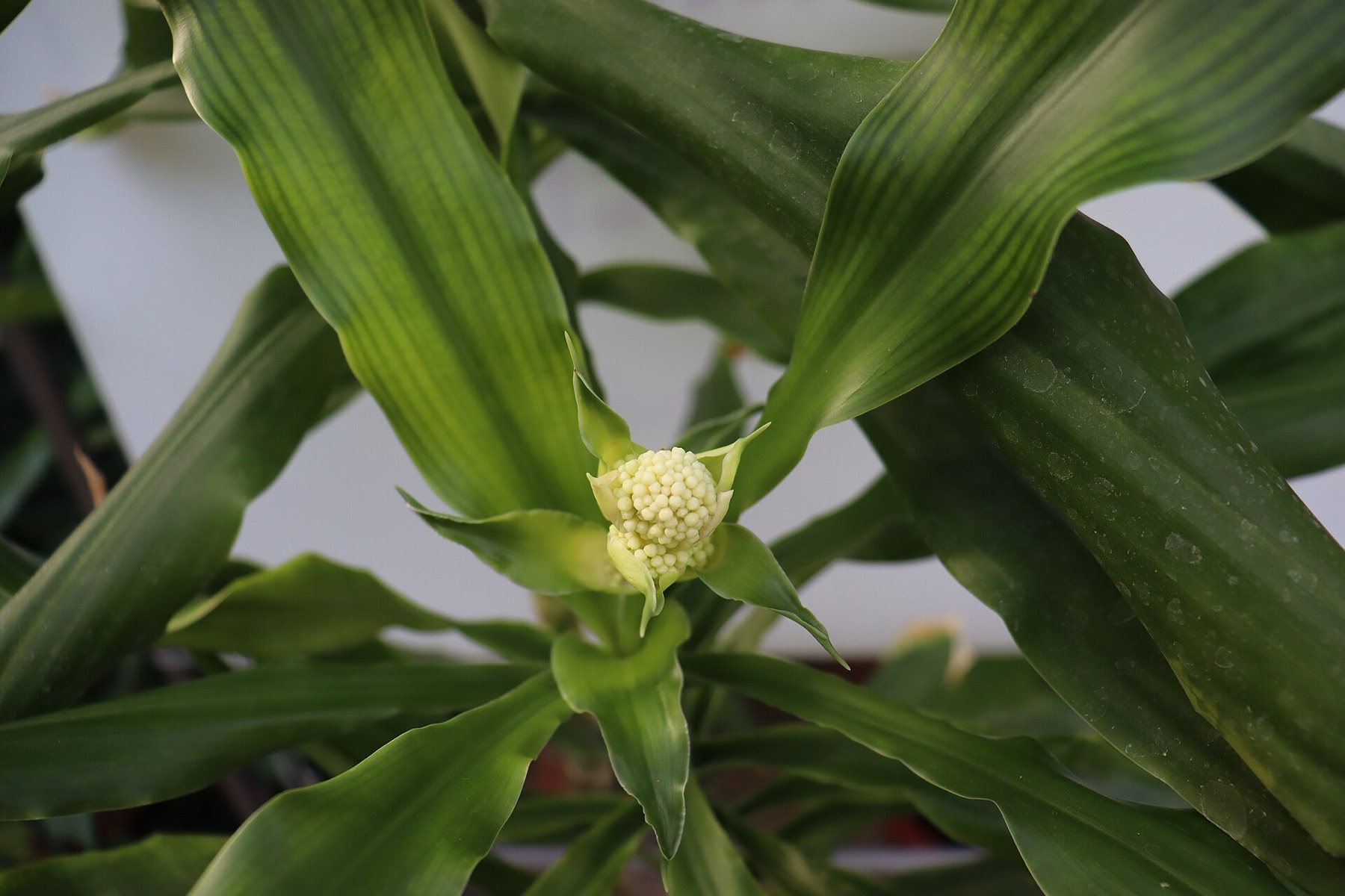 Corn Plant — photo 13