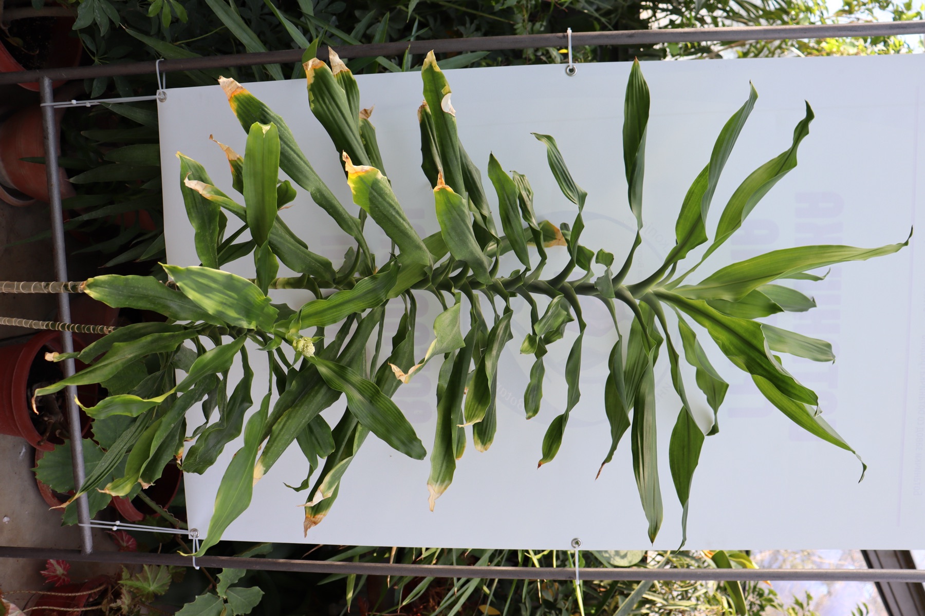 Corn Plant — photo 14