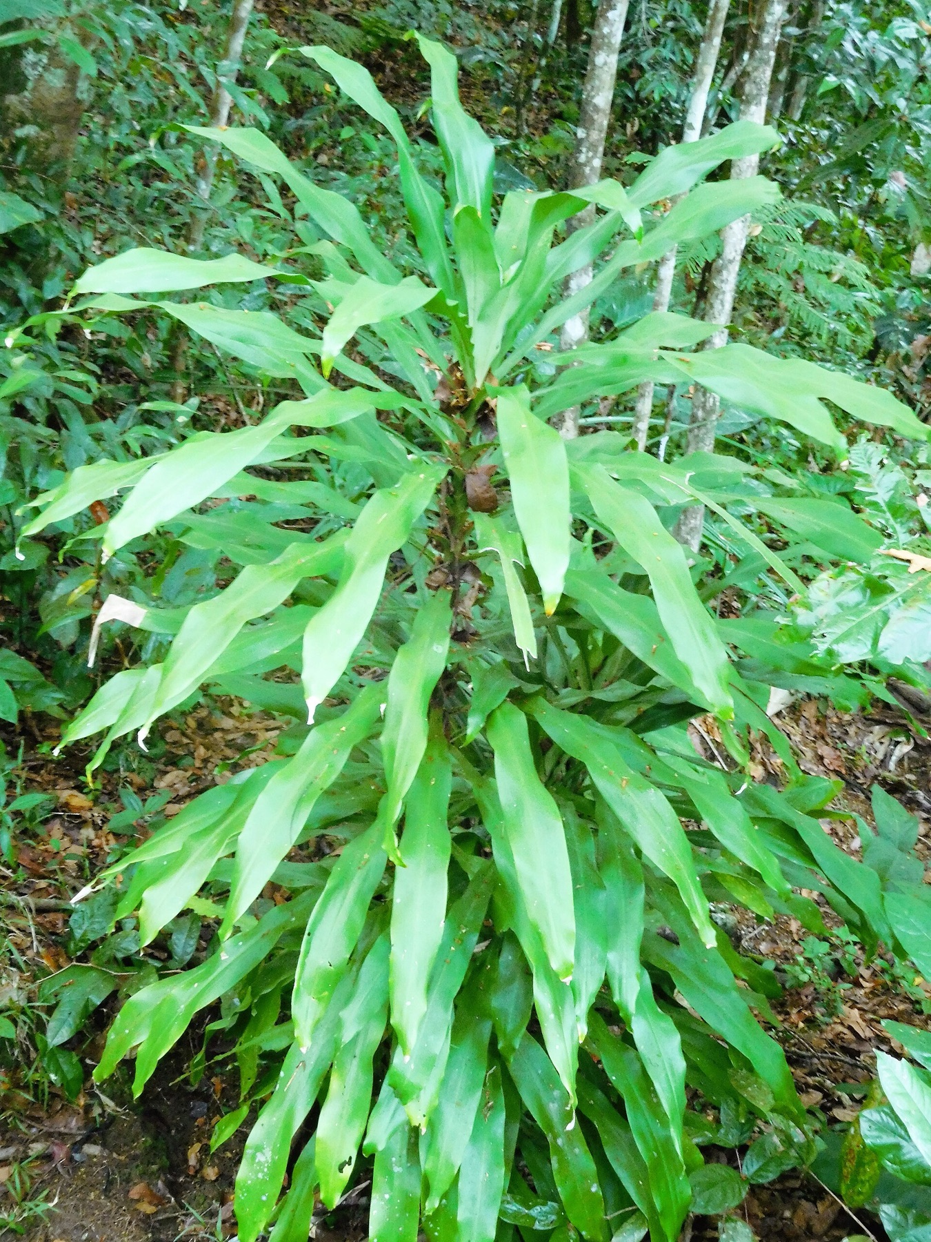 Corn Plant — photo 15