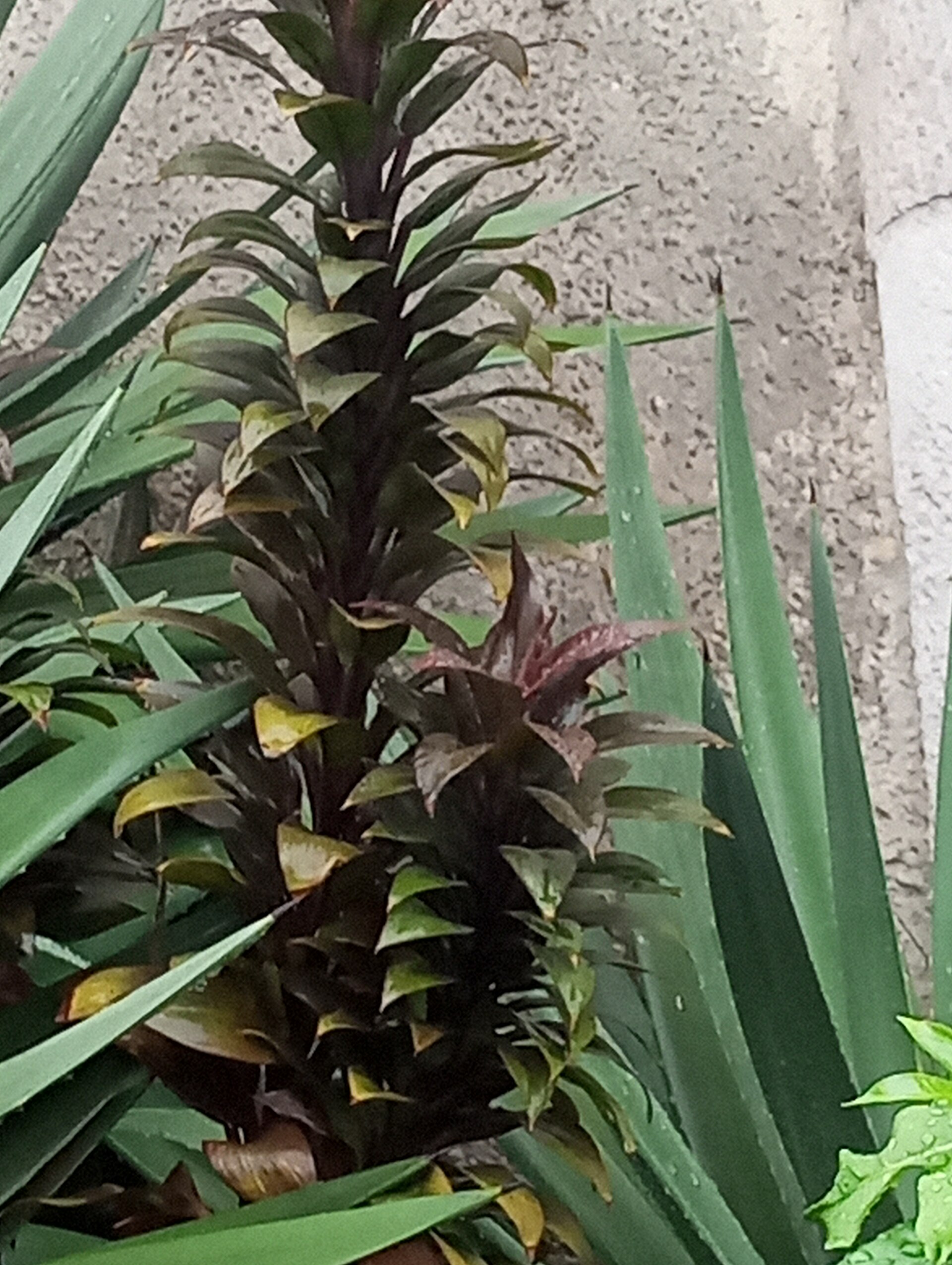 Corn Plant — photo 24