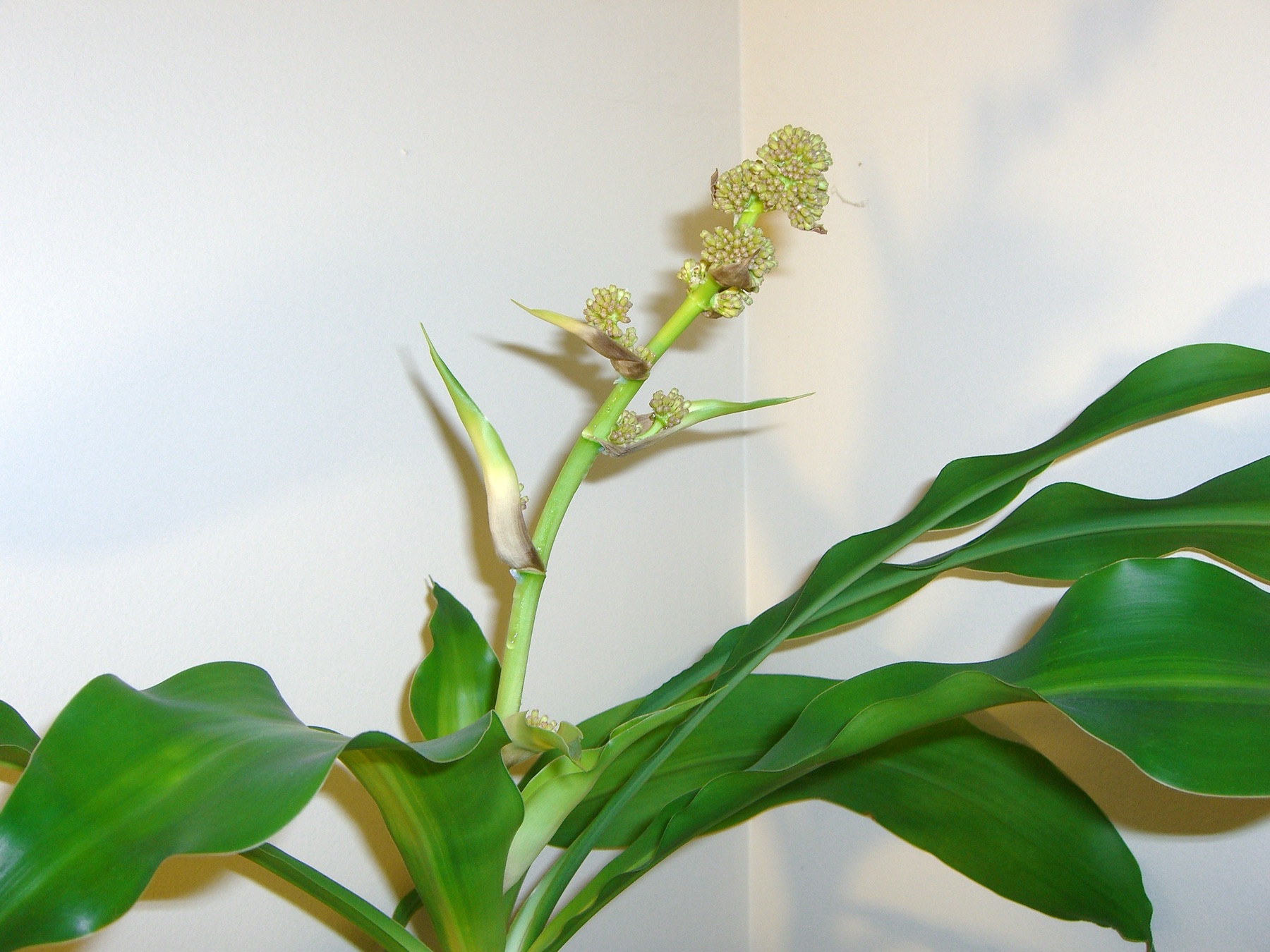 Corn Plant — photo 16