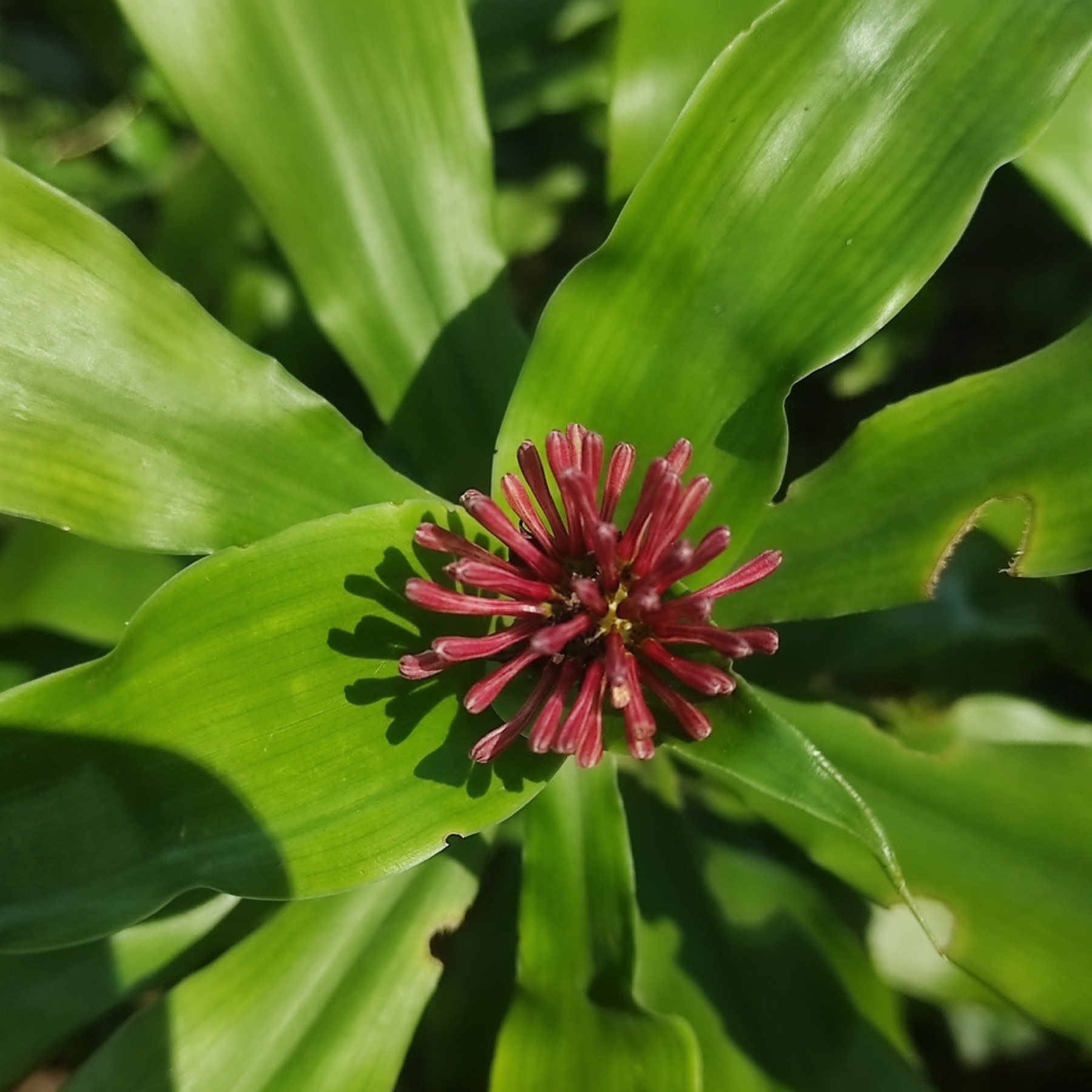 Corn Plant — photo 17