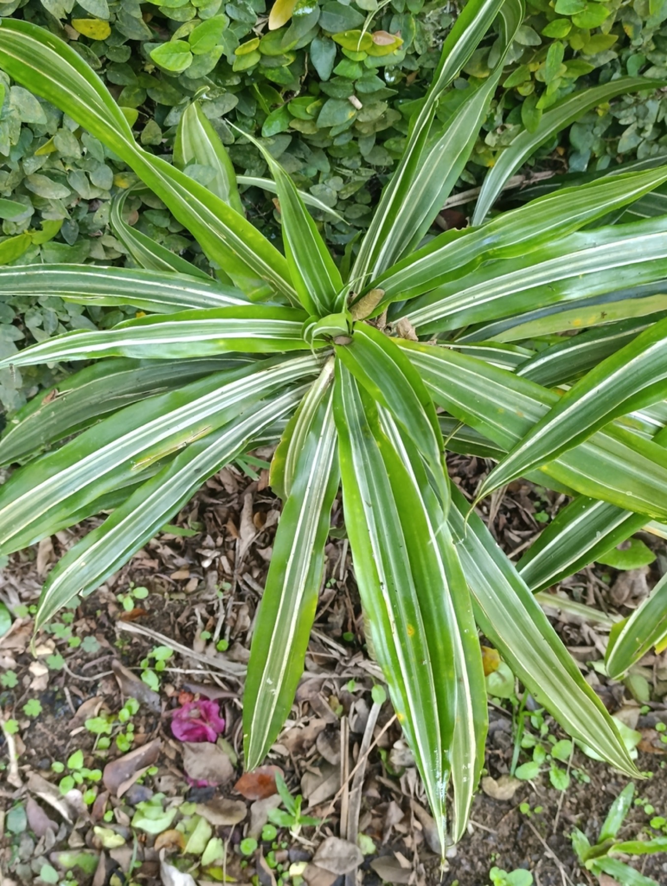 Corn Plant — photo 18