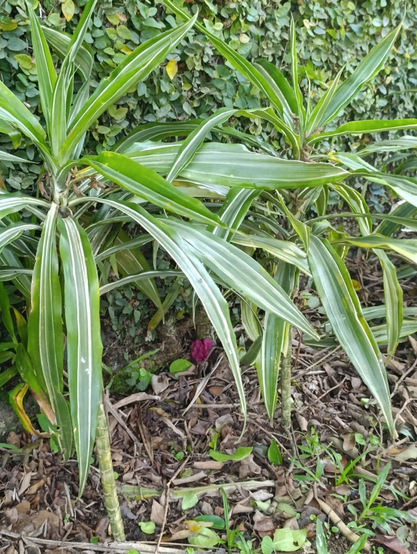 Corn Plant — photo 19