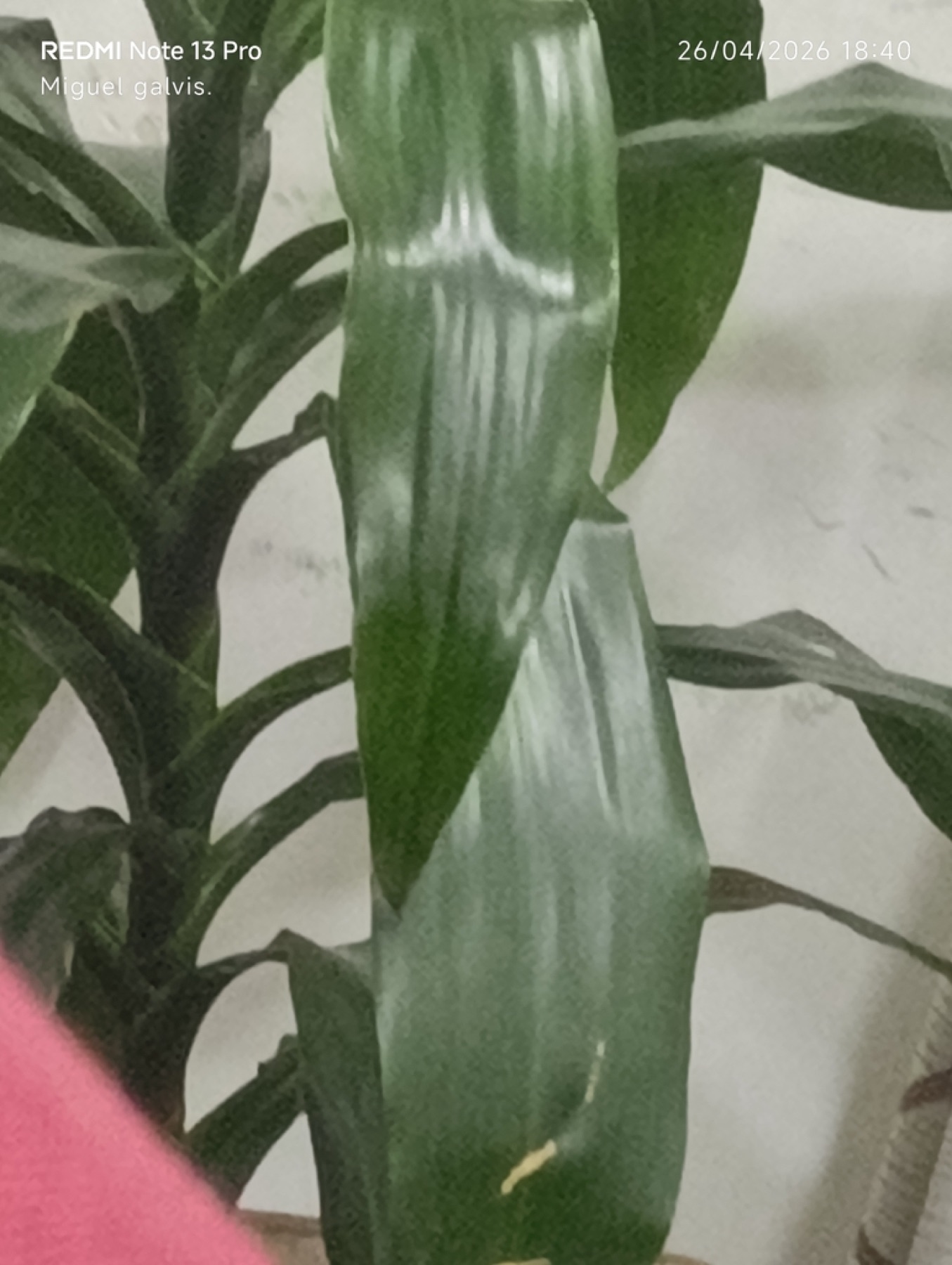 Corn Plant — photo 20