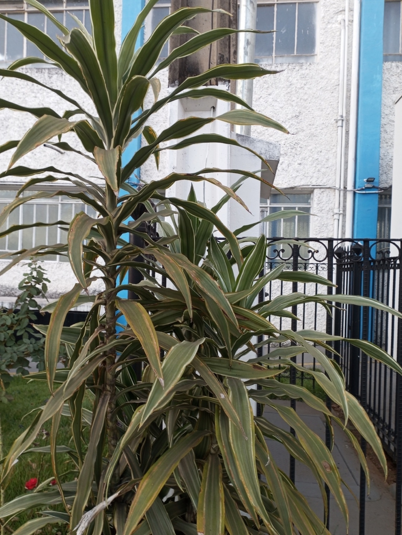 Corn Plant — photo 21
