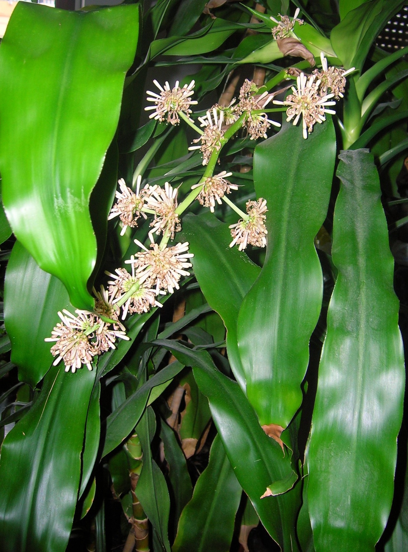 Corn Plant — photo 22