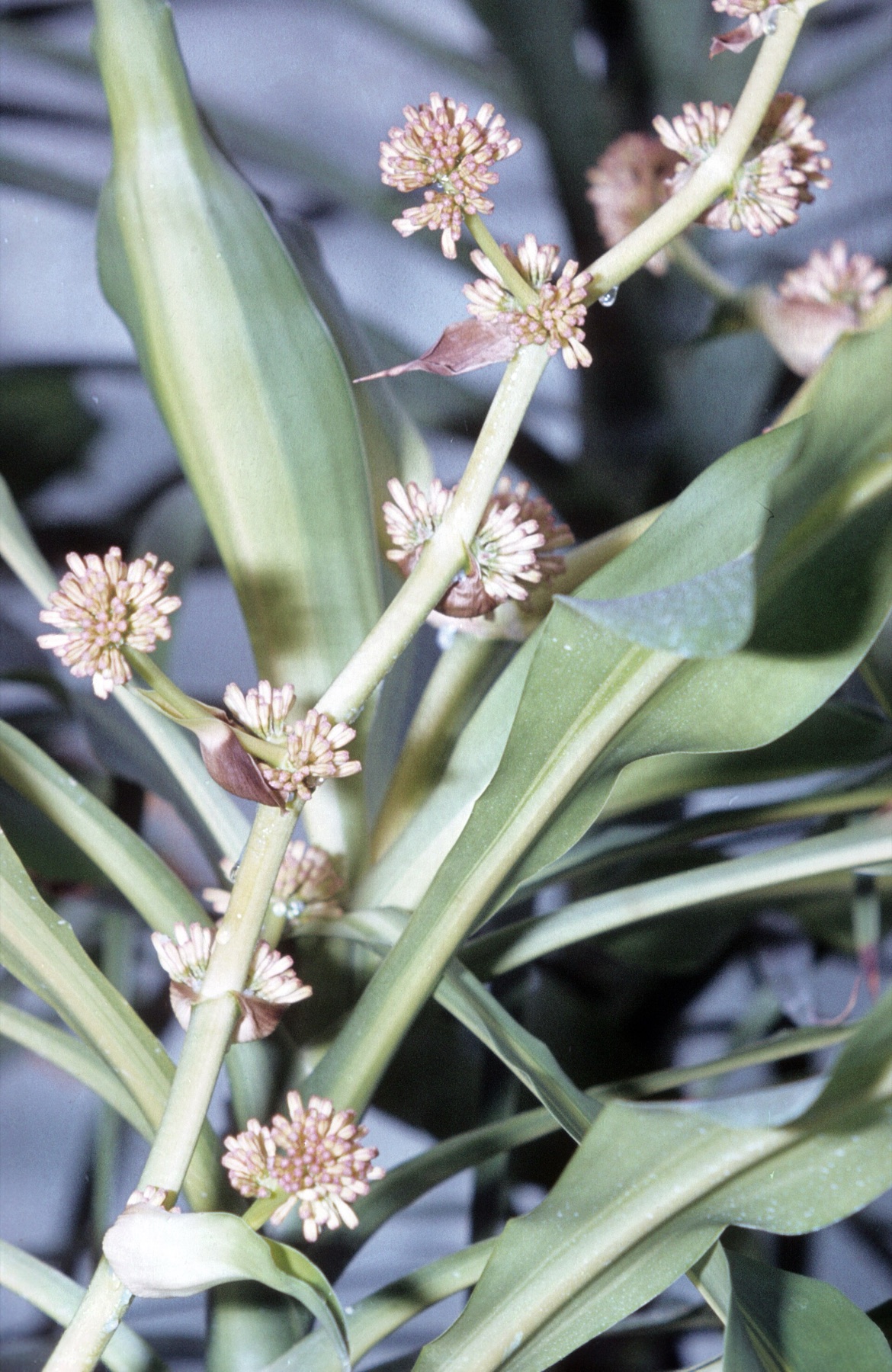 Corn Plant — photo 1