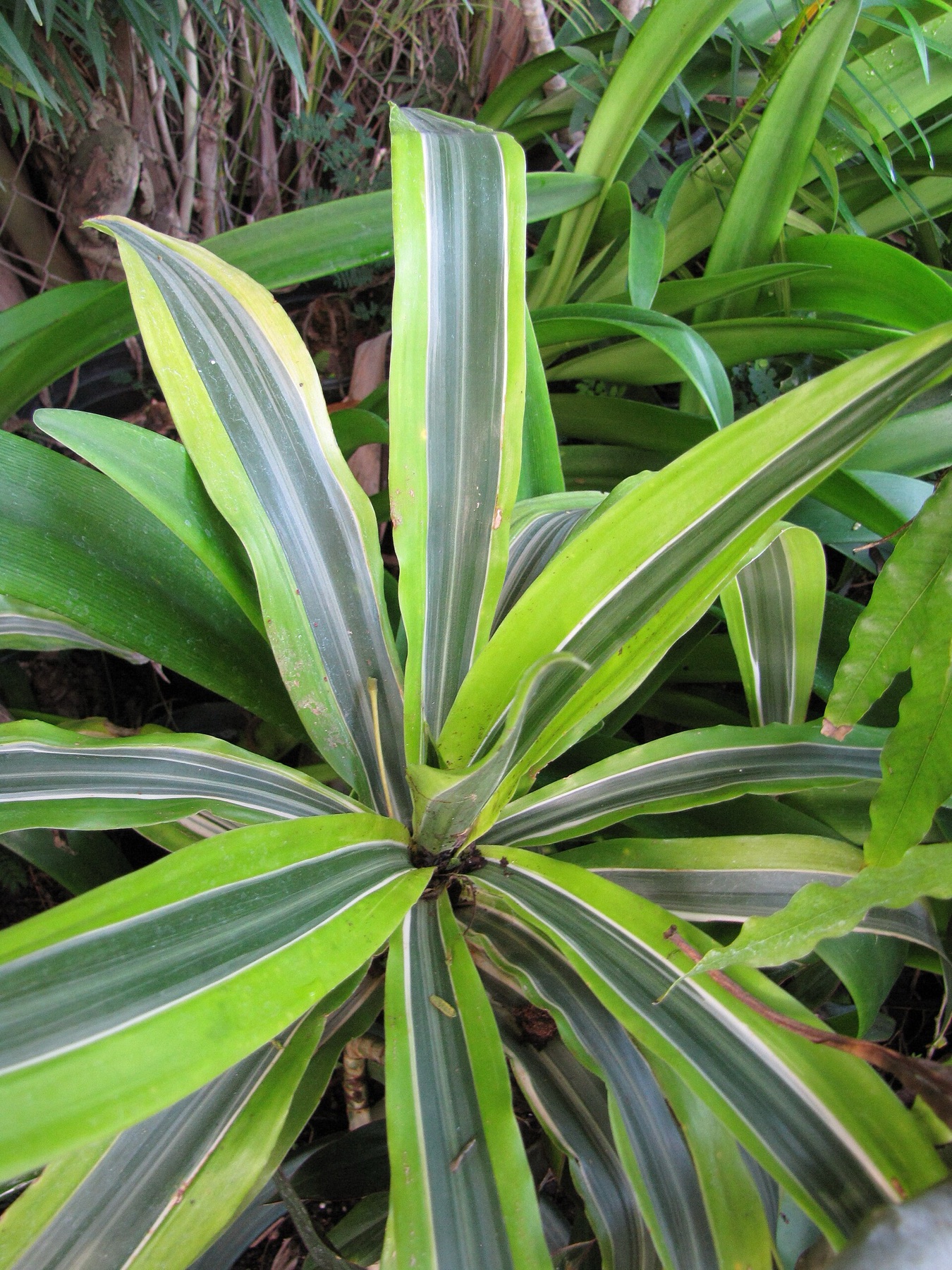 Corn Plant — photo 2