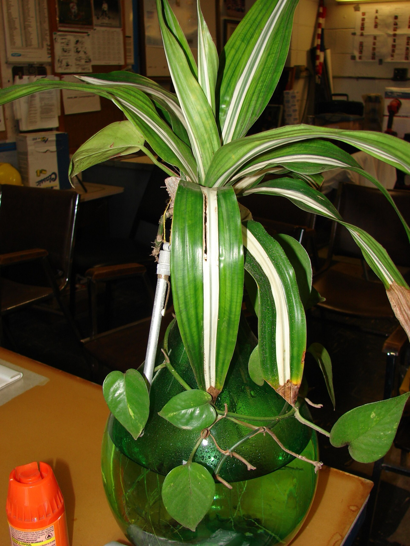 Corn Plant — photo 3