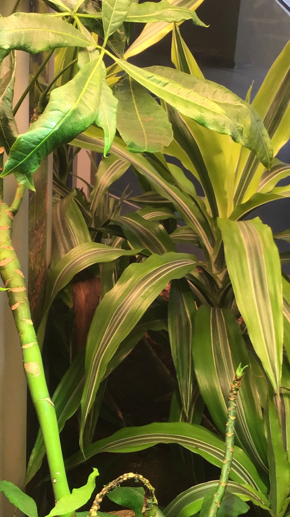Corn Plant — photo 4