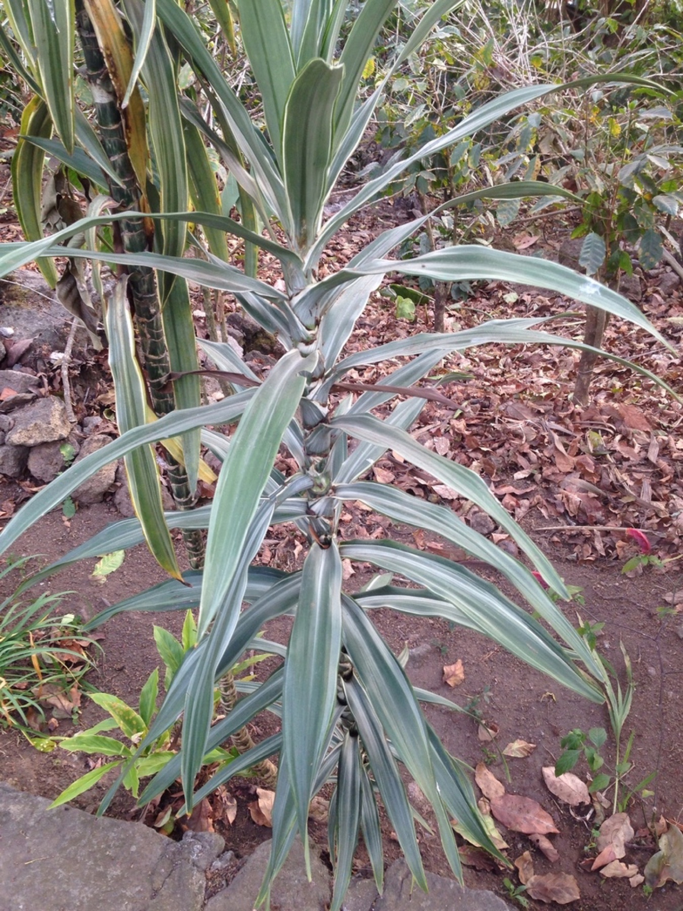 Corn Plant — photo 5