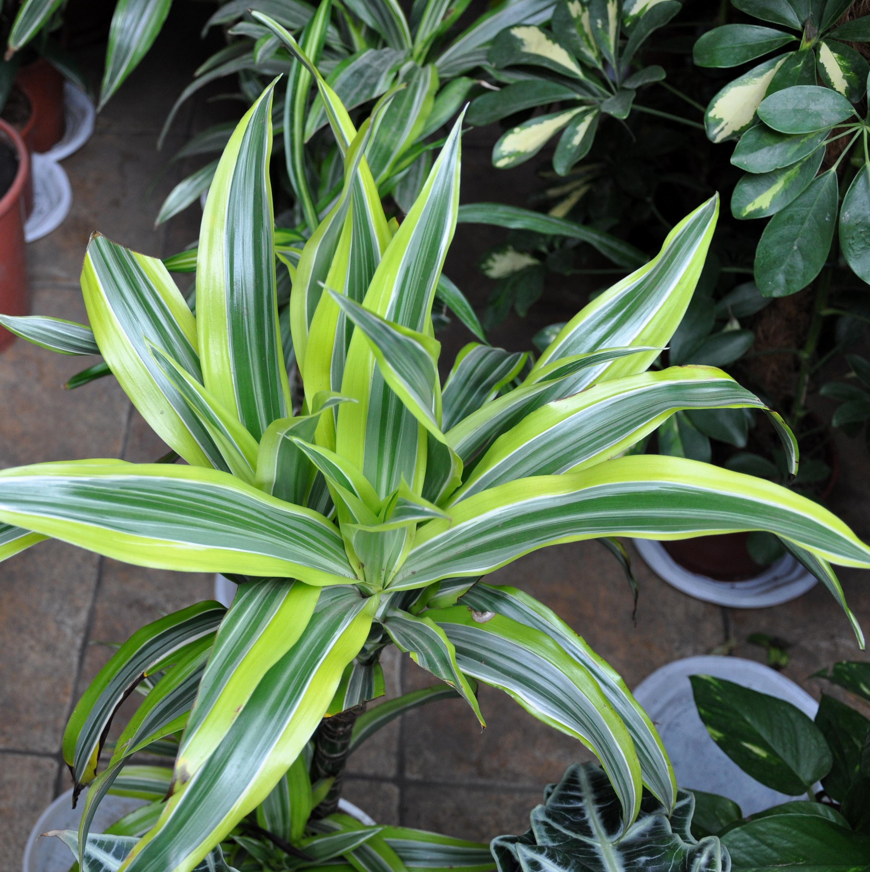 Corn Plant — photo 23