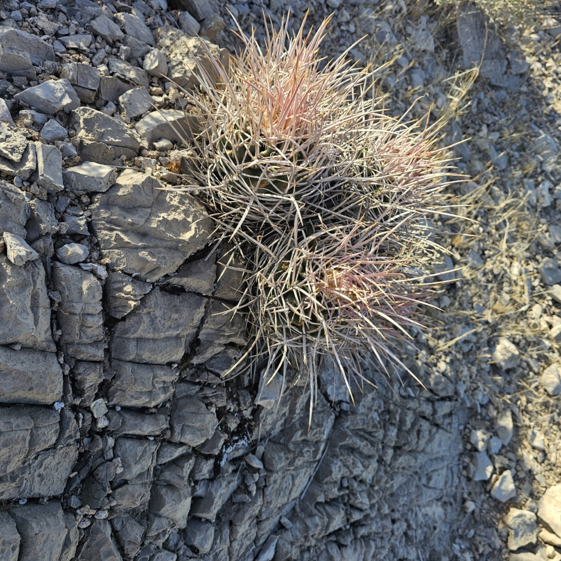 Cottontop Cactus — photo 6