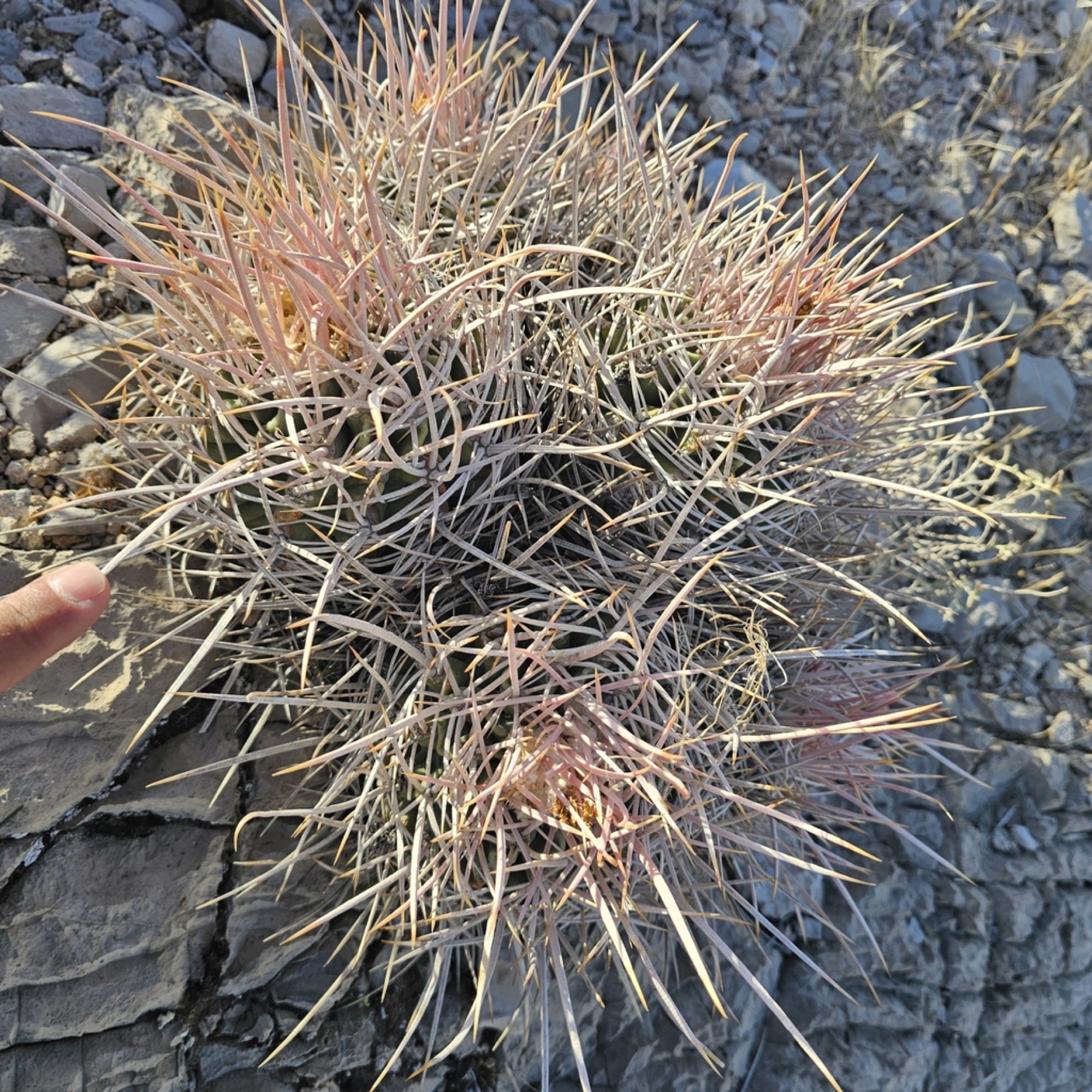 Cottontop Cactus — photo 7