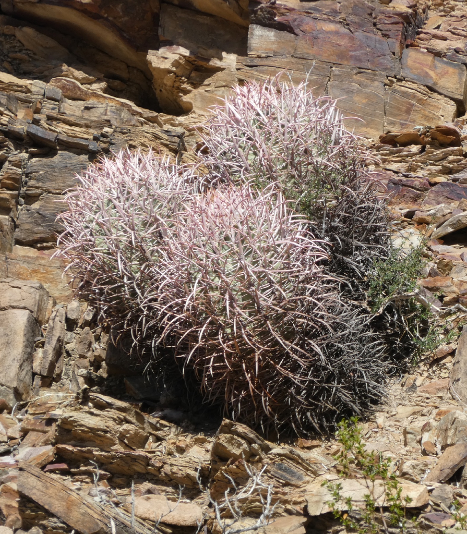 Cottontop Cactus — photo 8
