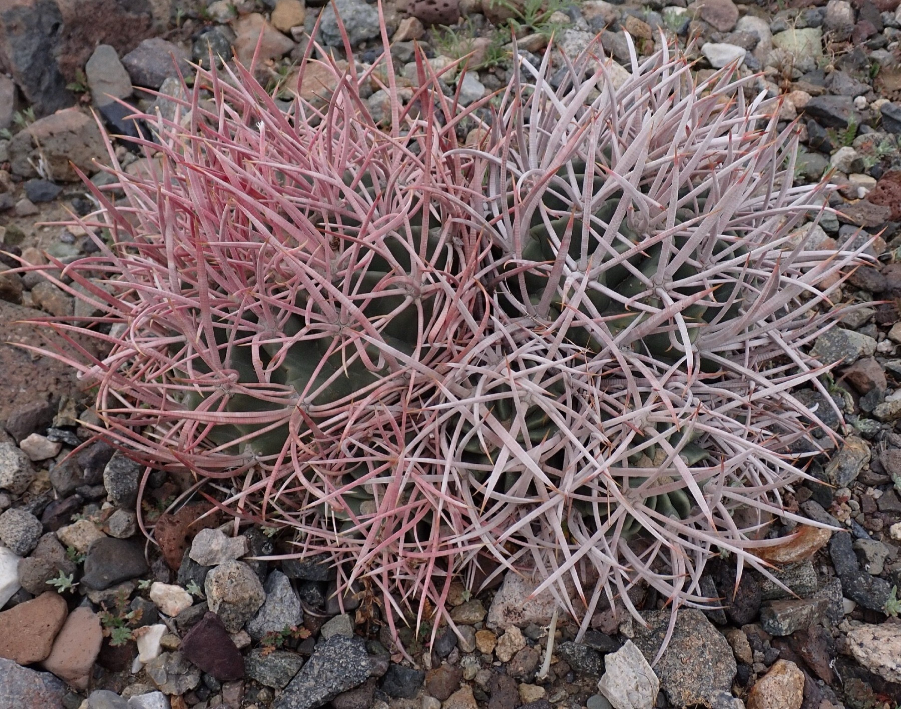 Cottontop Cactus — photo 9