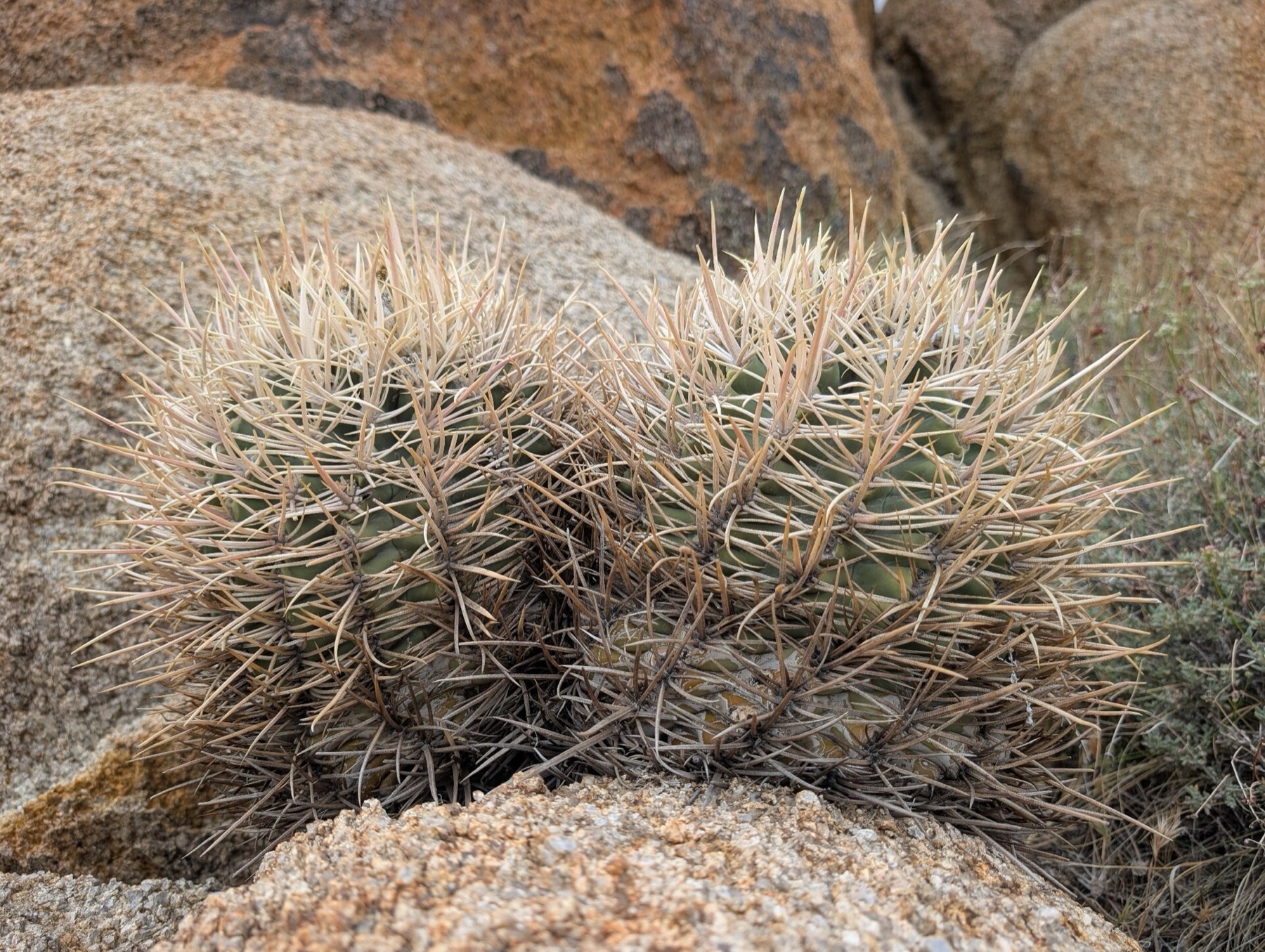 Cottontop Cactus — photo 10
