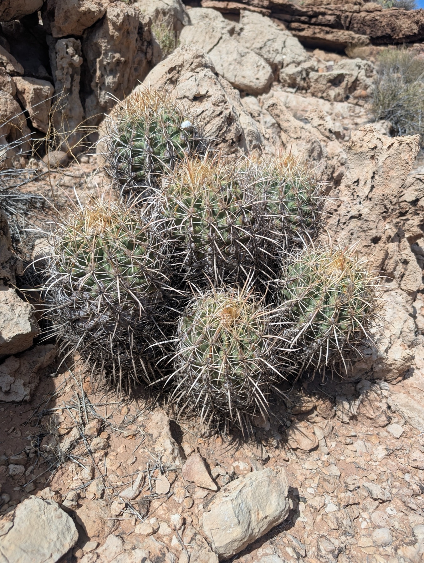 Cottontop Cactus — photo 11