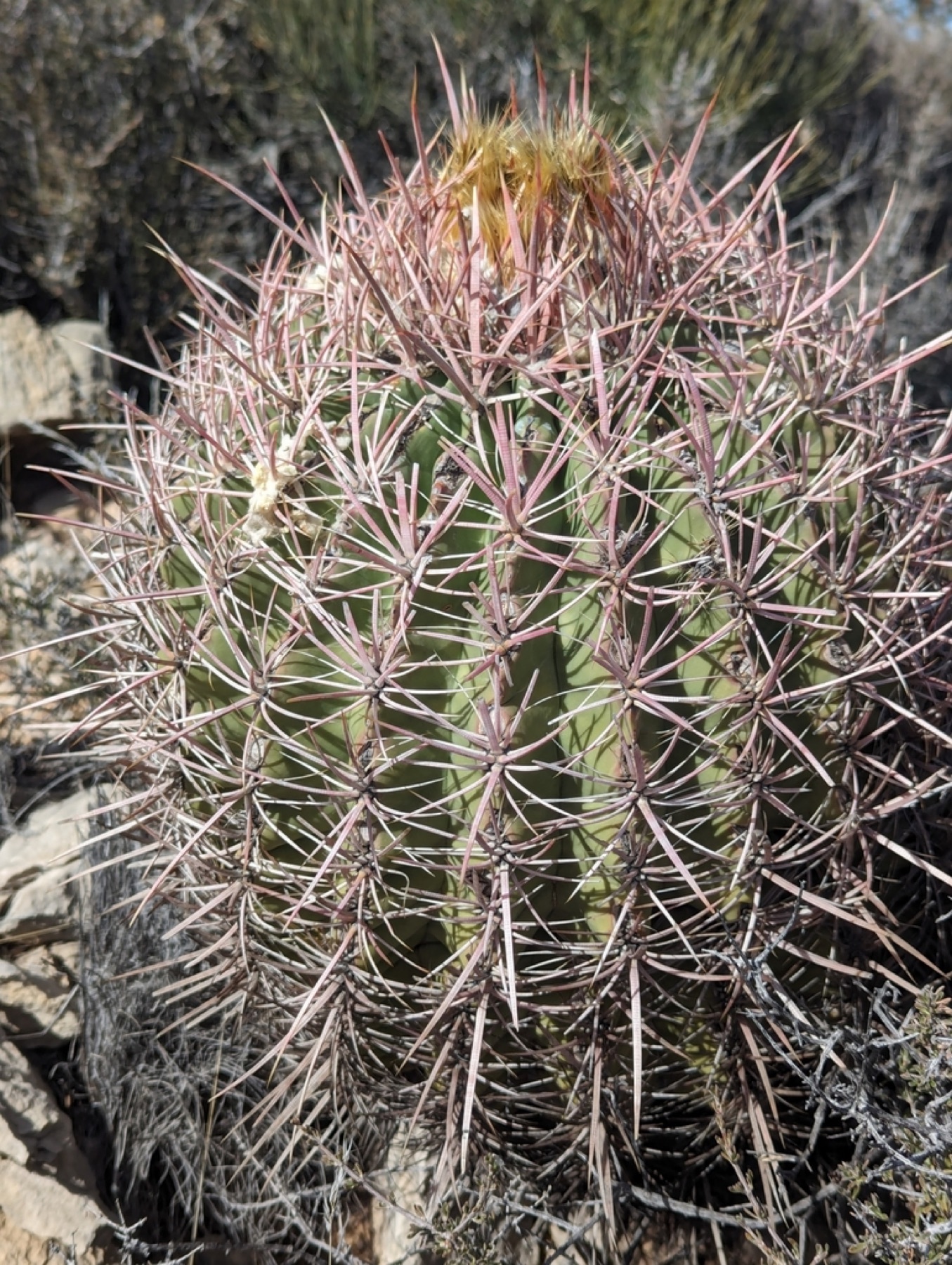 Cottontop Cactus — photo 12