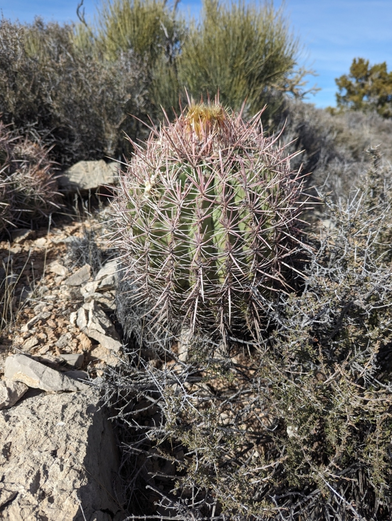 Cottontop Cactus — photo 13