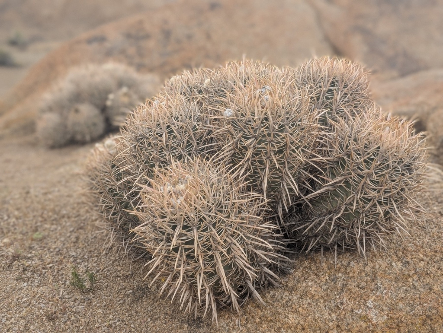 Cottontop Cactus — photo 14