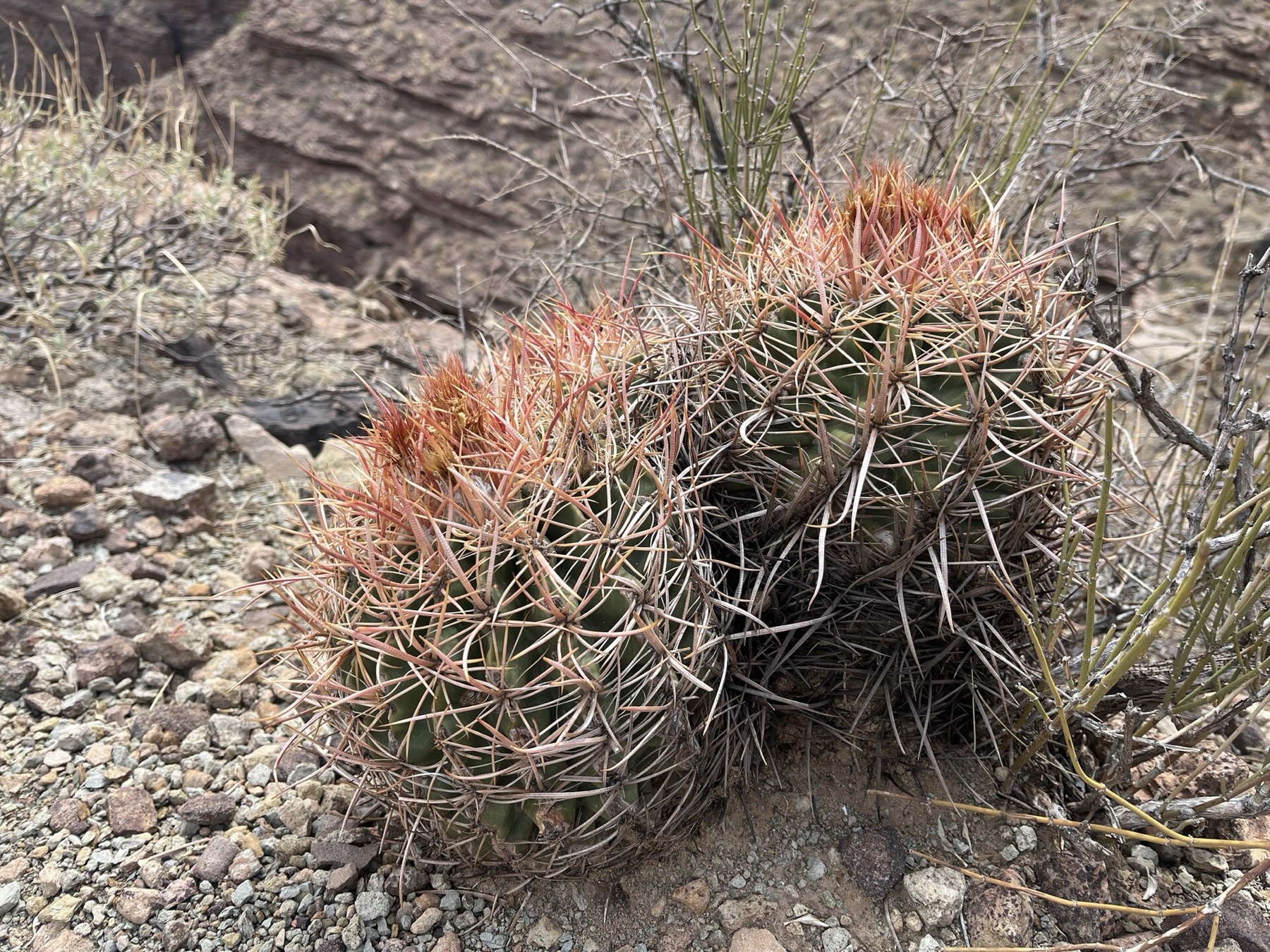 Cottontop Cactus — photo 15
