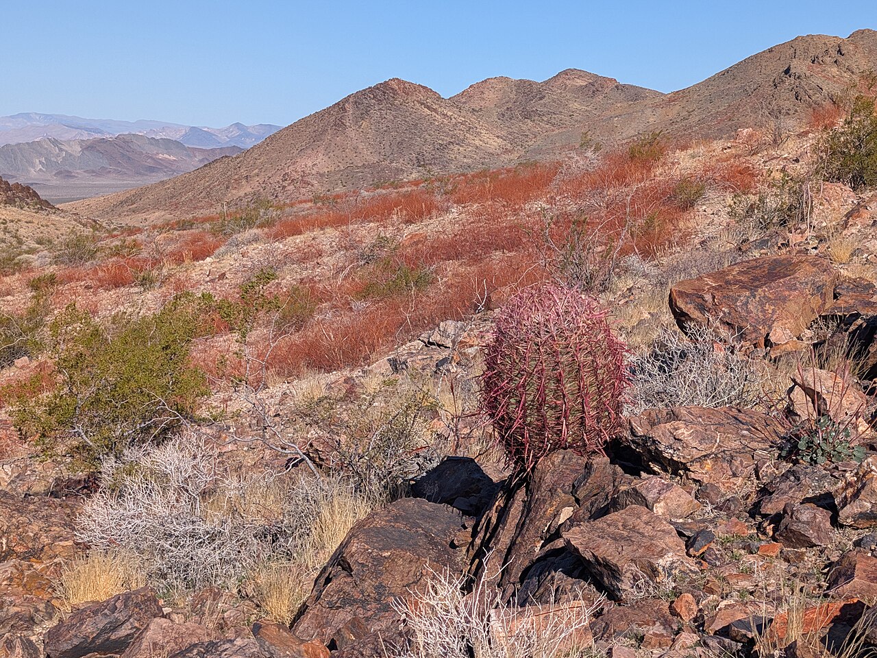 Cottontop Cactus — photo 24