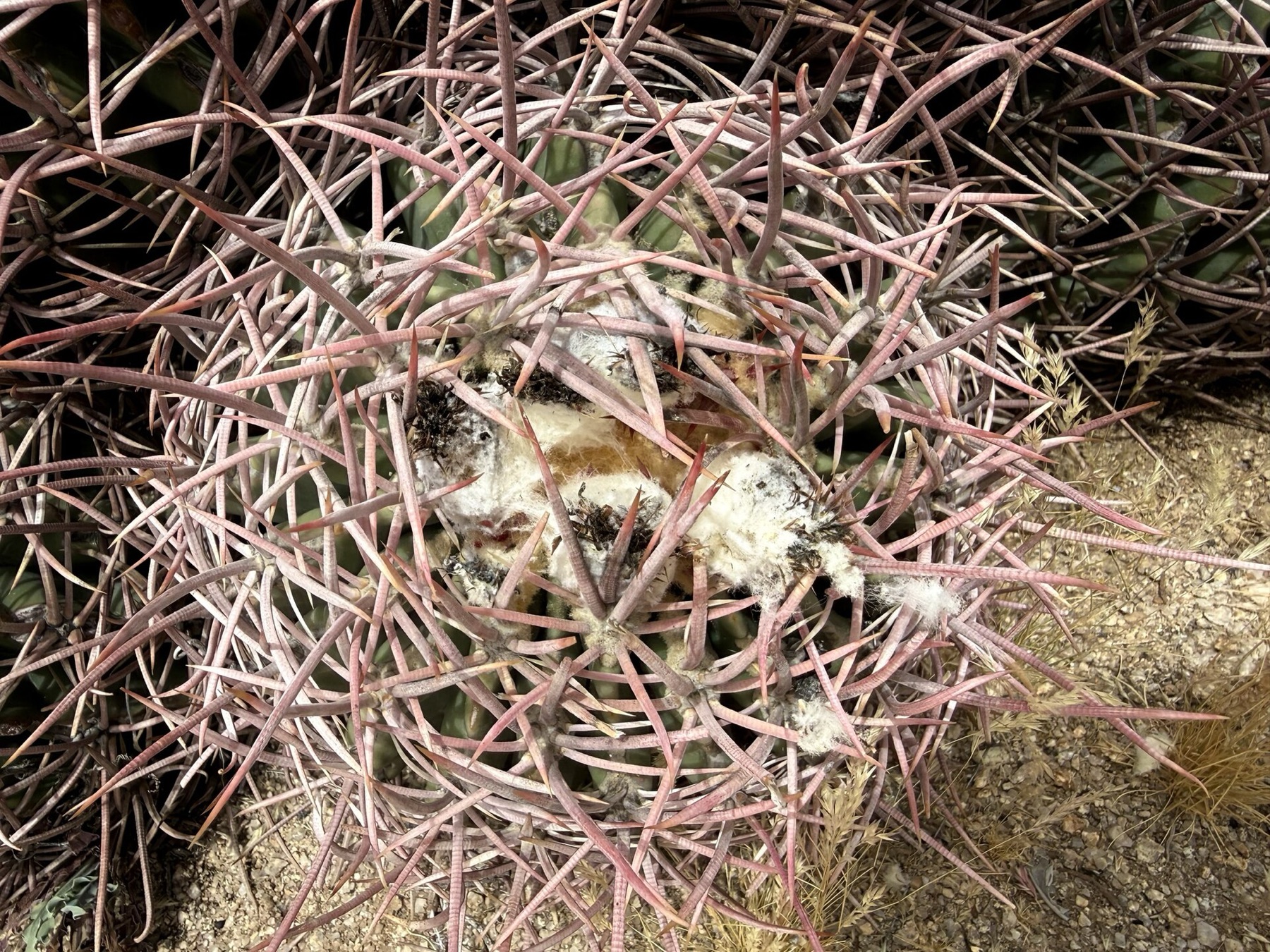 Cottontop Cactus — photo 16