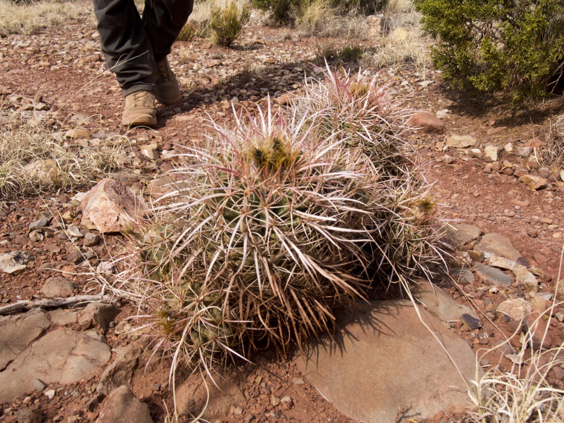 Cottontop Cactus — photo 17