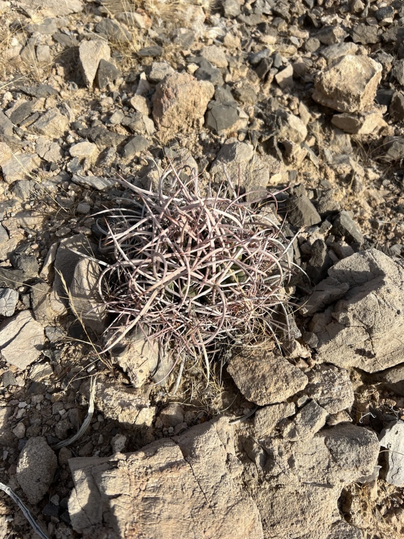 Cottontop Cactus — photo 18