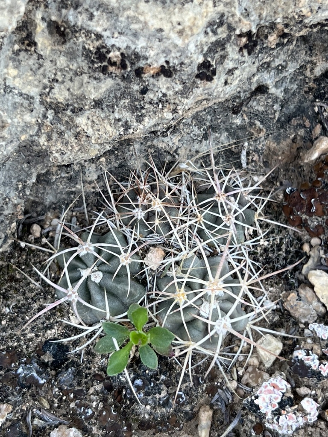 Cottontop Cactus — photo 19