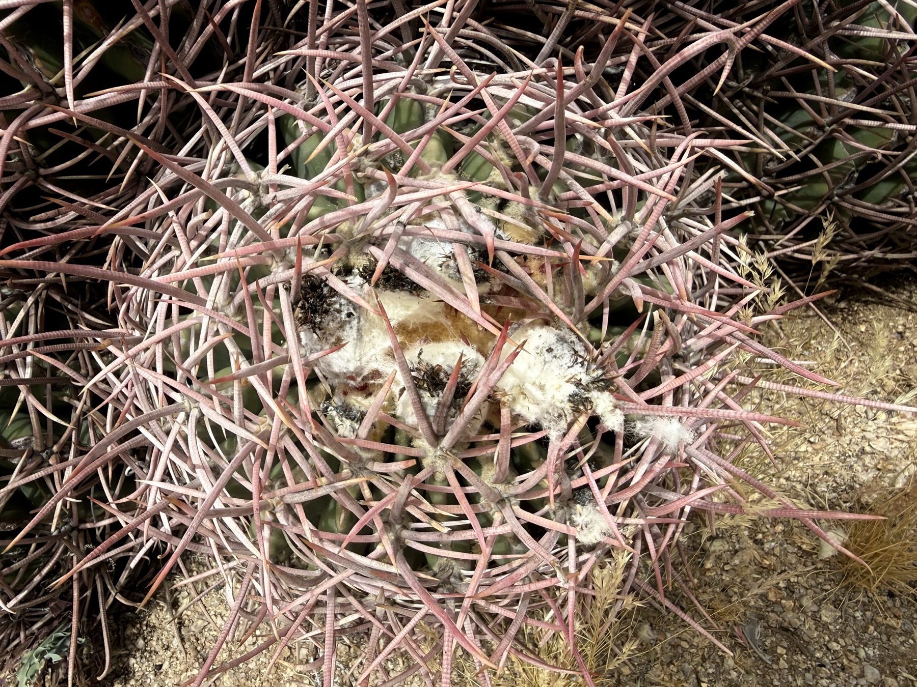 Cottontop Cactus — photo 20