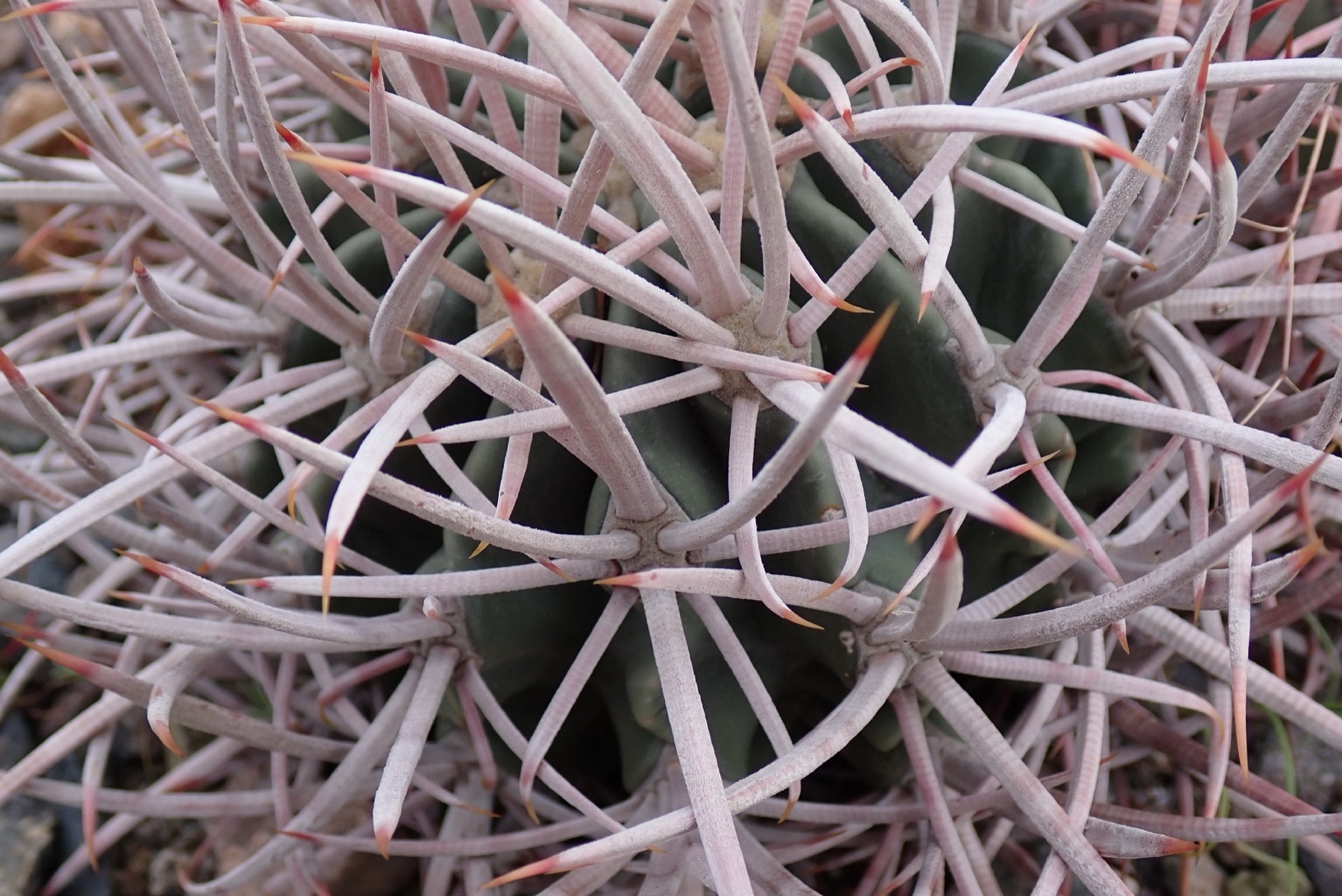 Cottontop Cactus — photo 21