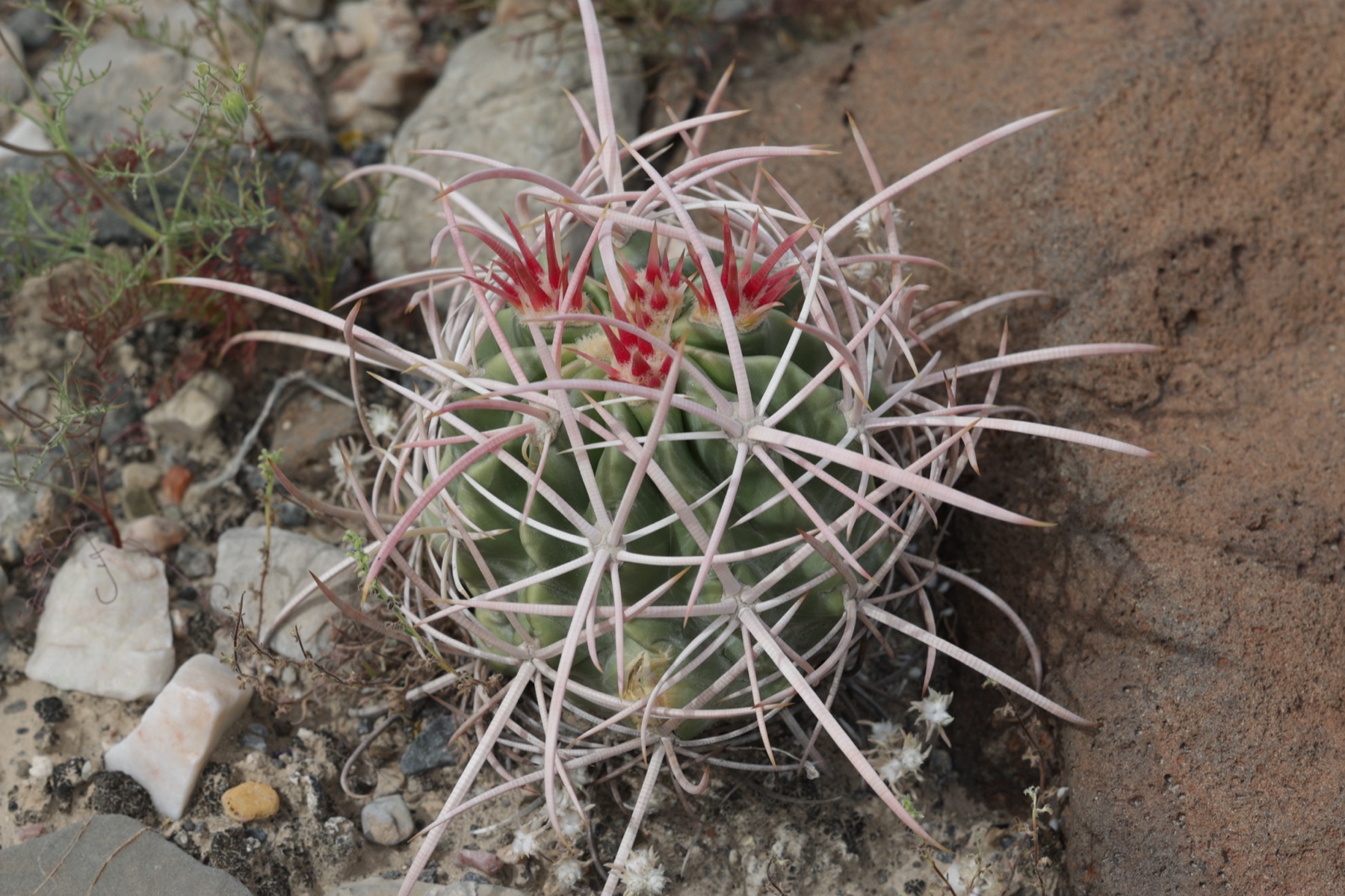 Cottontop Cactus — photo 22