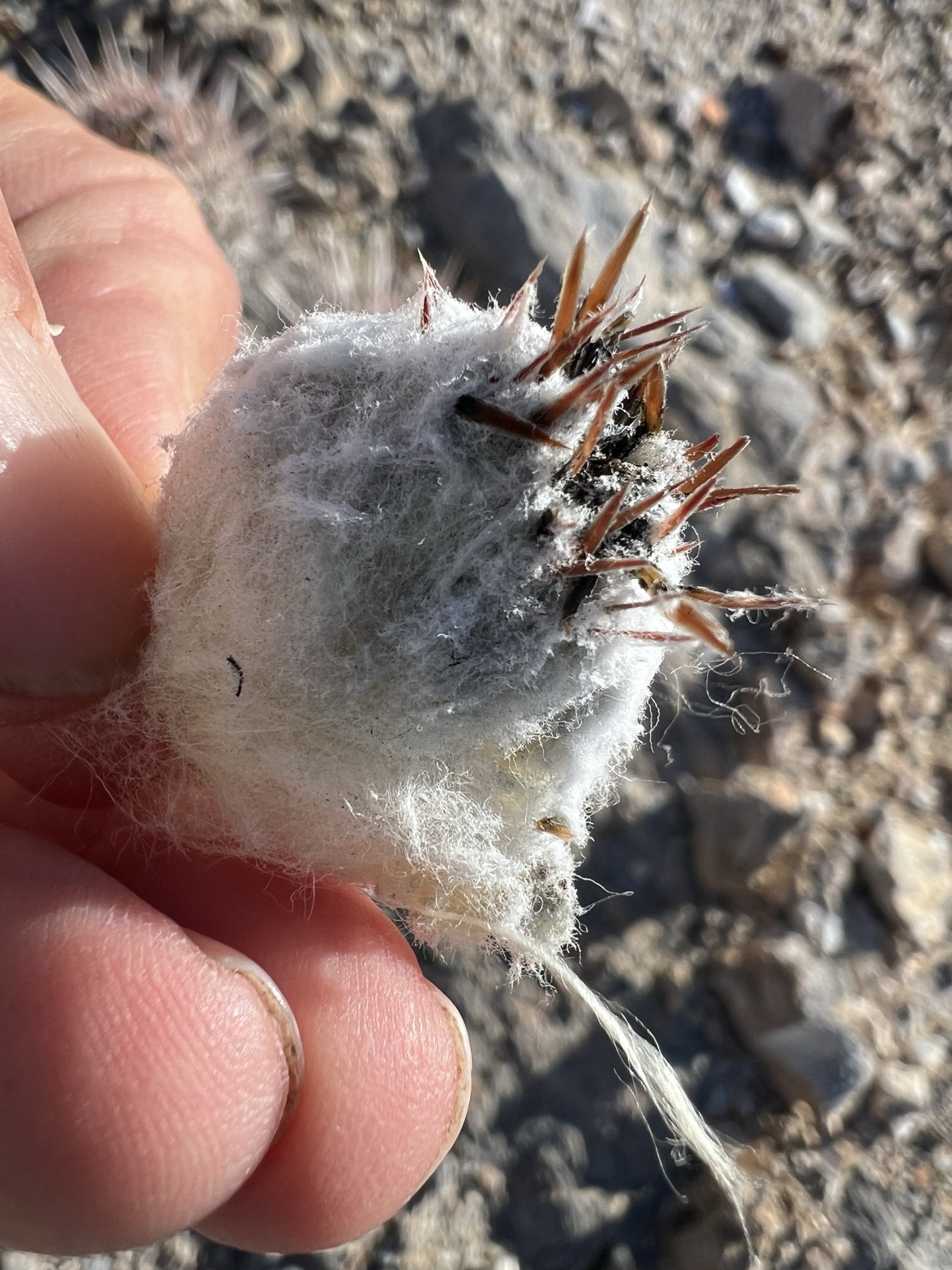 Cottontop Cactus