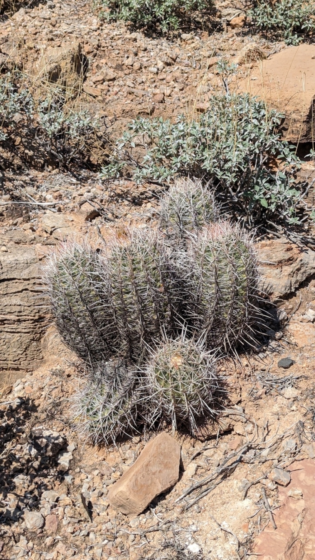 Cottontop Cactus — photo 2