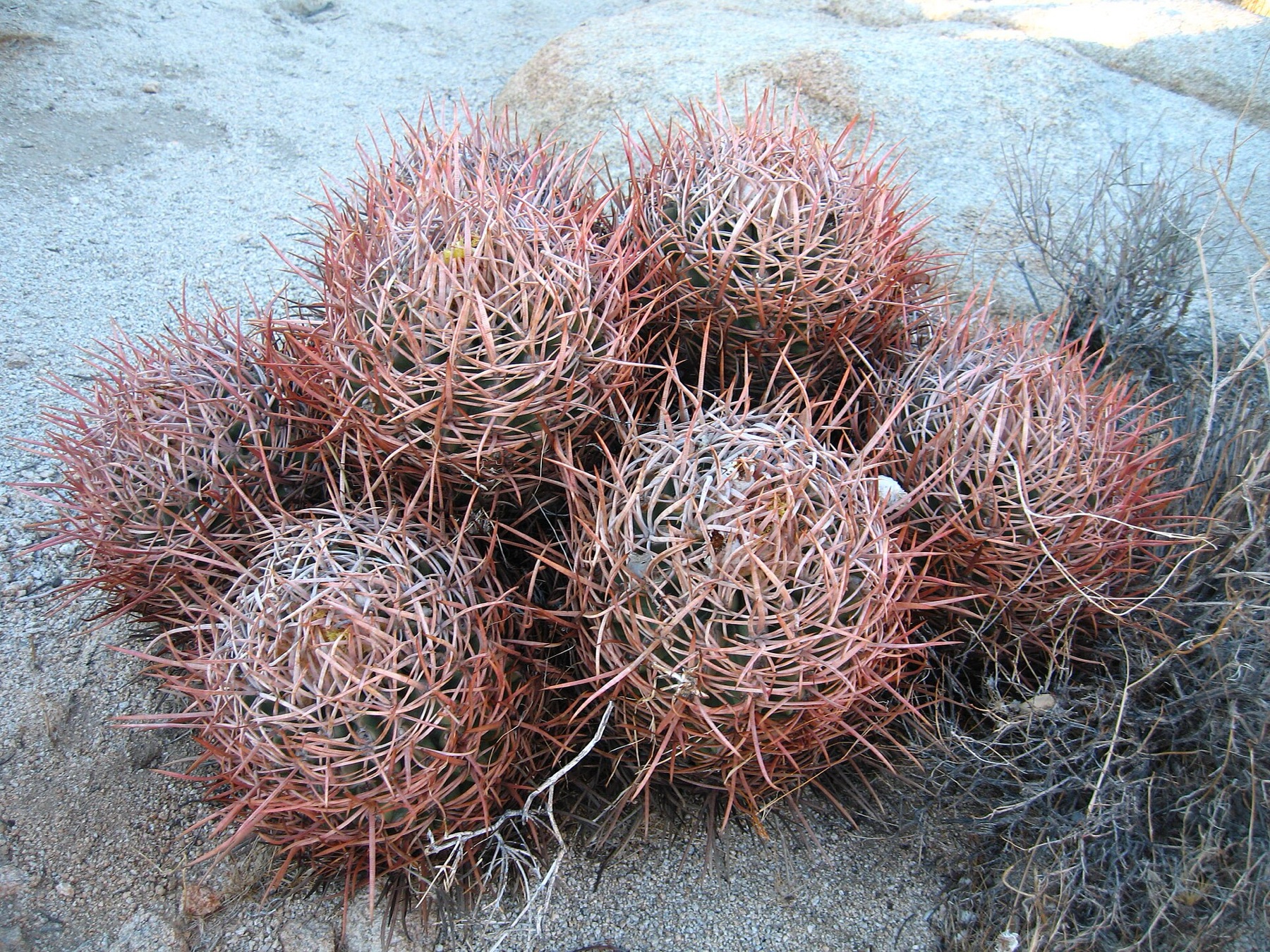 Cottontop Cactus — photo 3