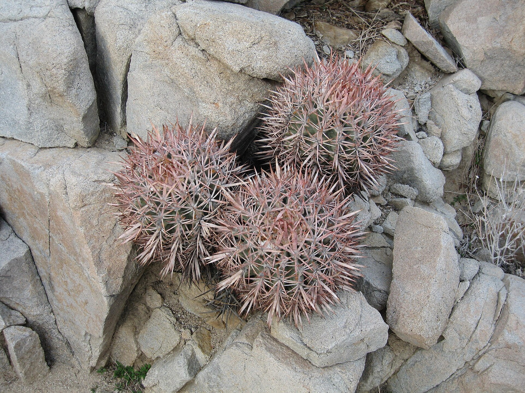 Cottontop Cactus — photo 4