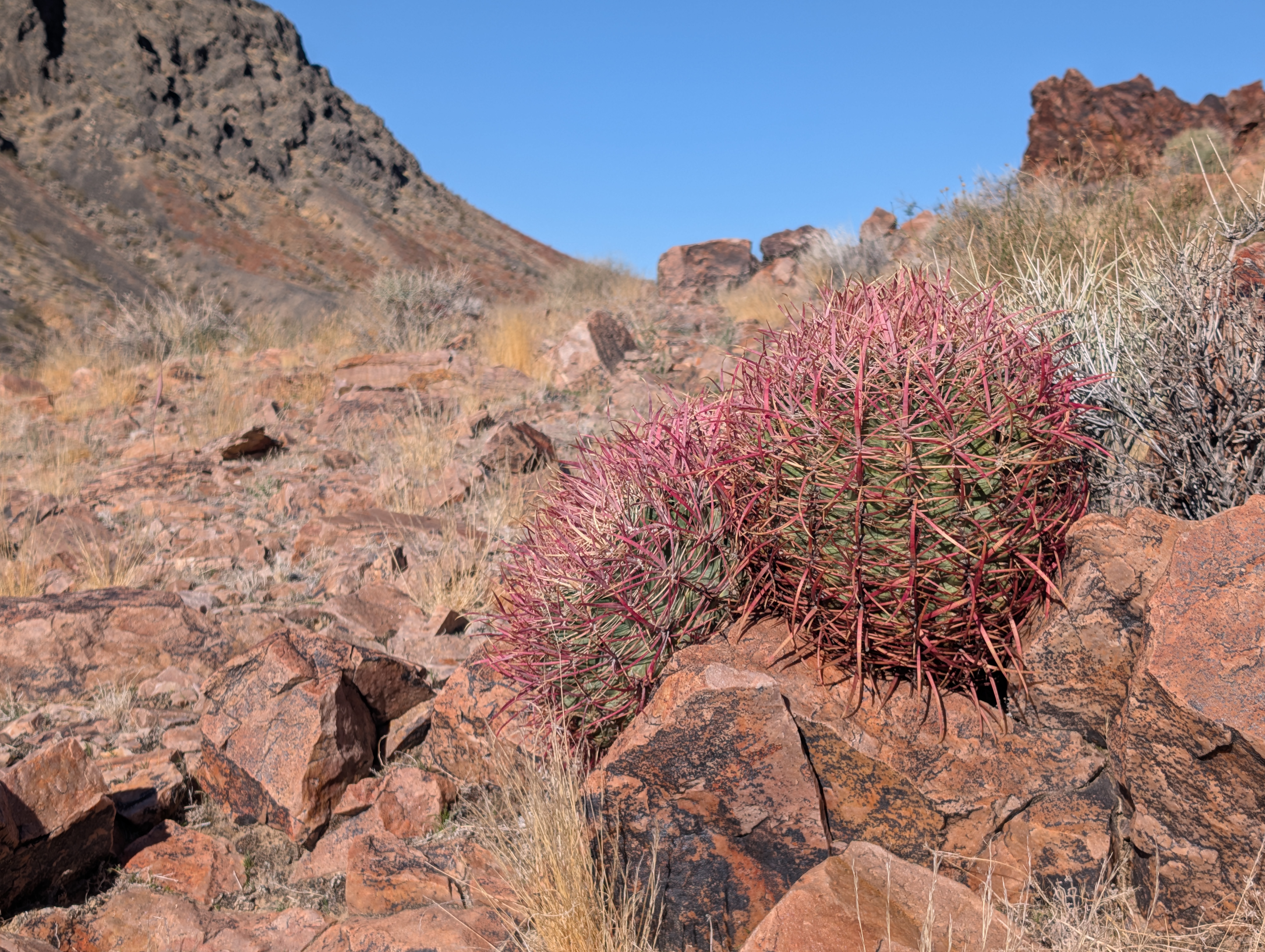 Cottontop Cactus — photo 23