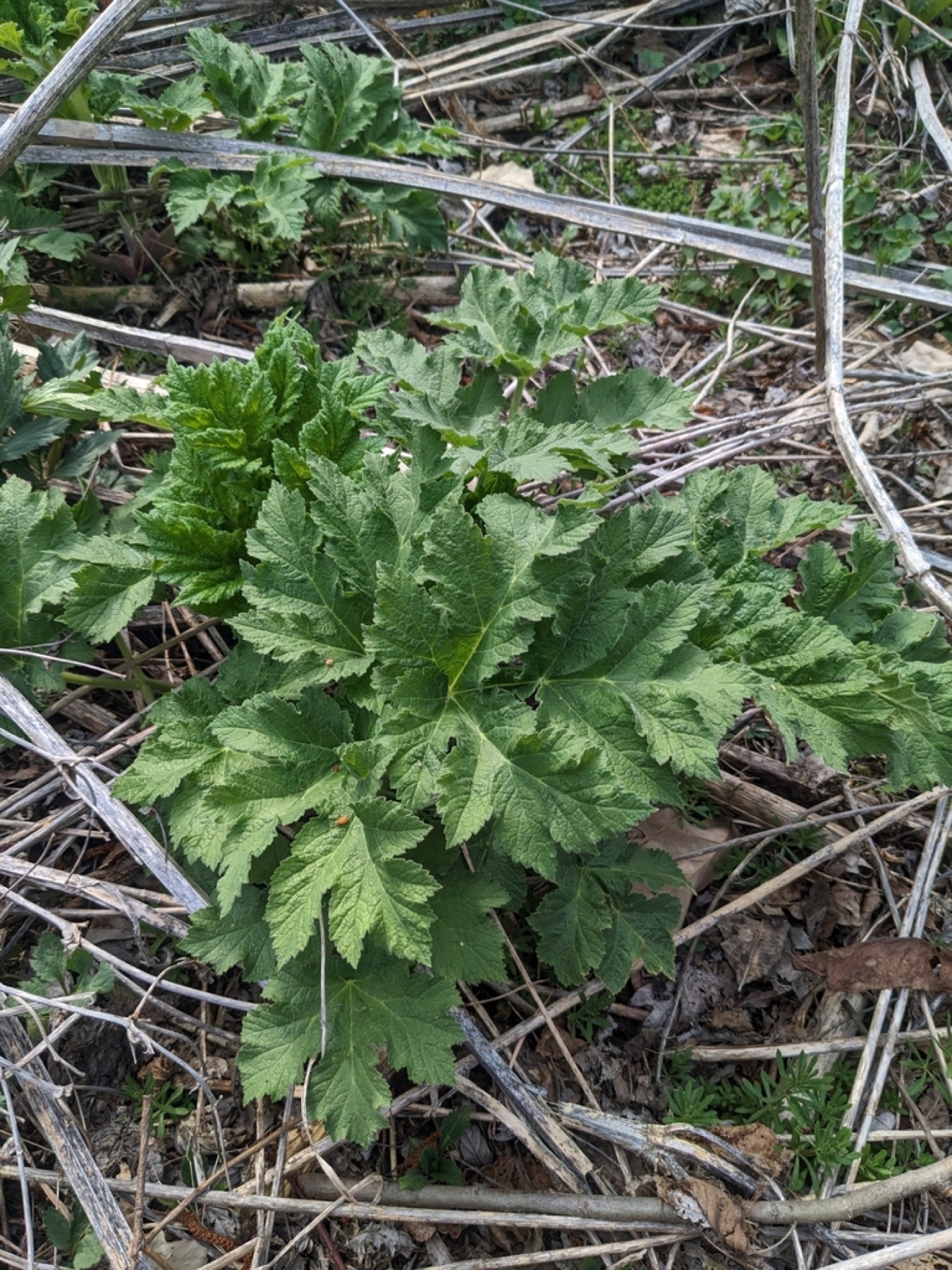 Cow Parsnip — photo 6