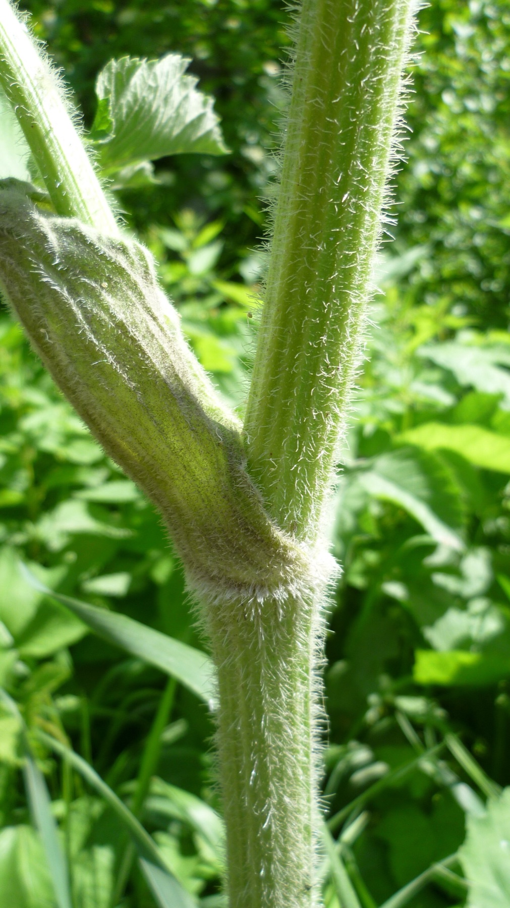 Cow Parsnip