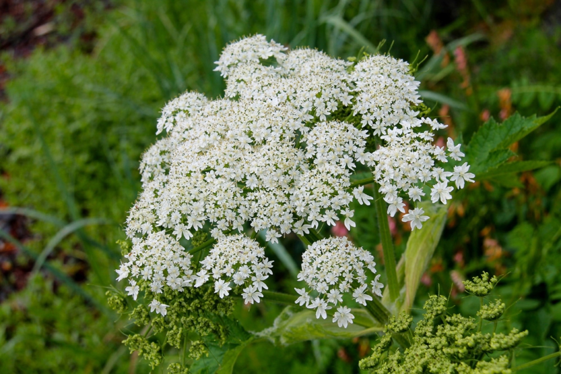 Cow Parsnip — photo 2