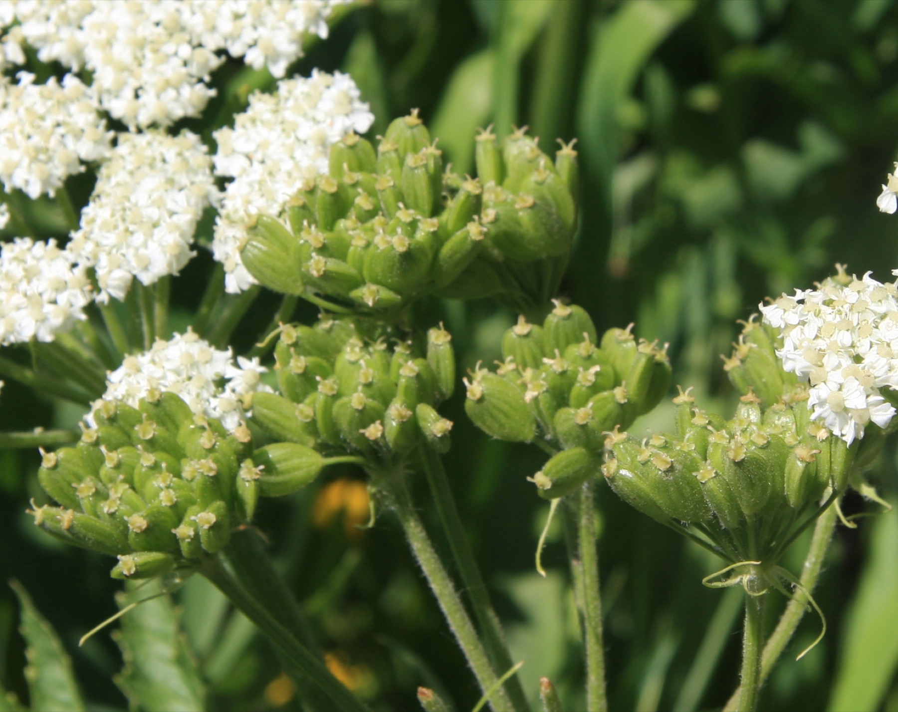 Cow Parsnip — photo 3