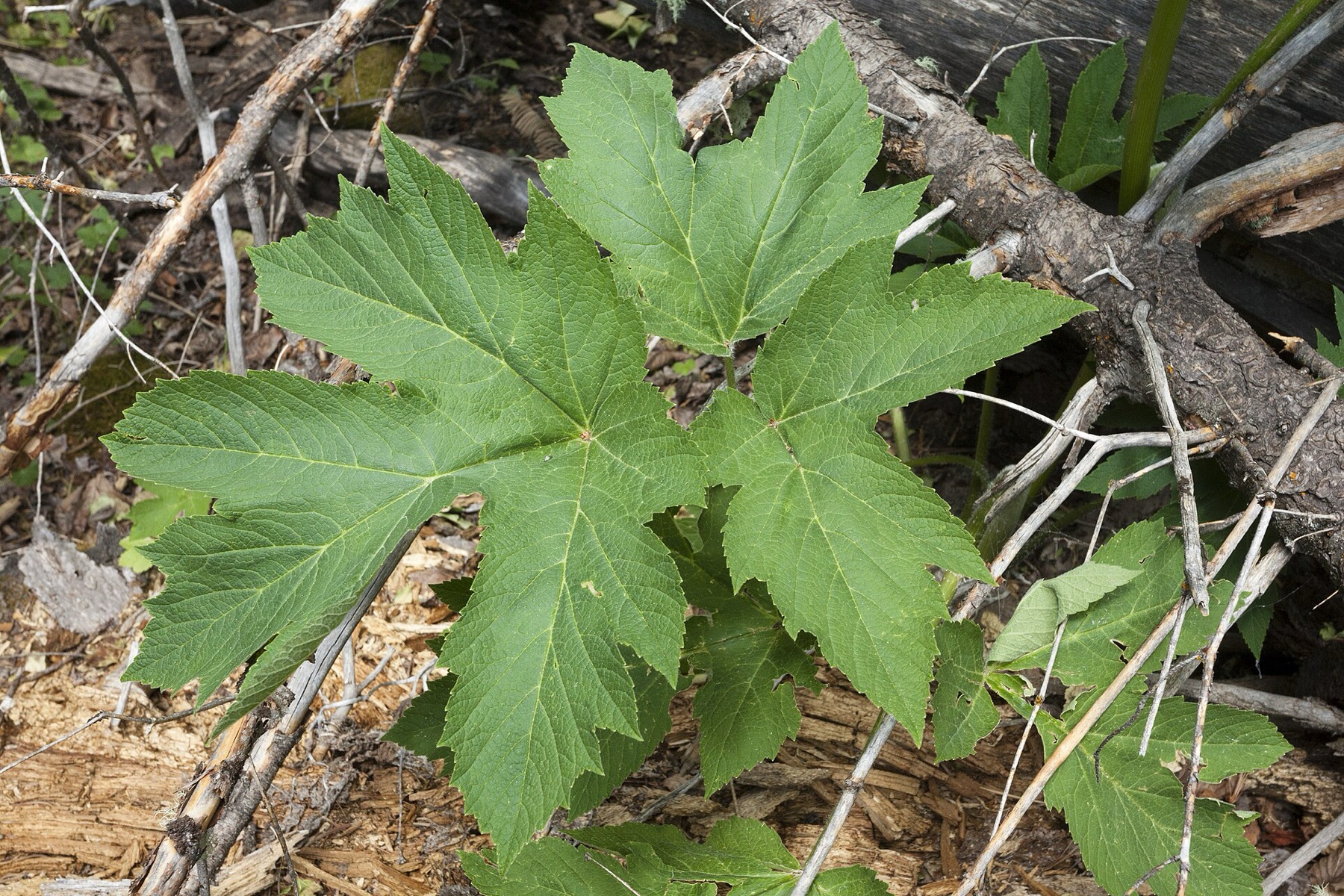 Cow Parsnip — photo 4